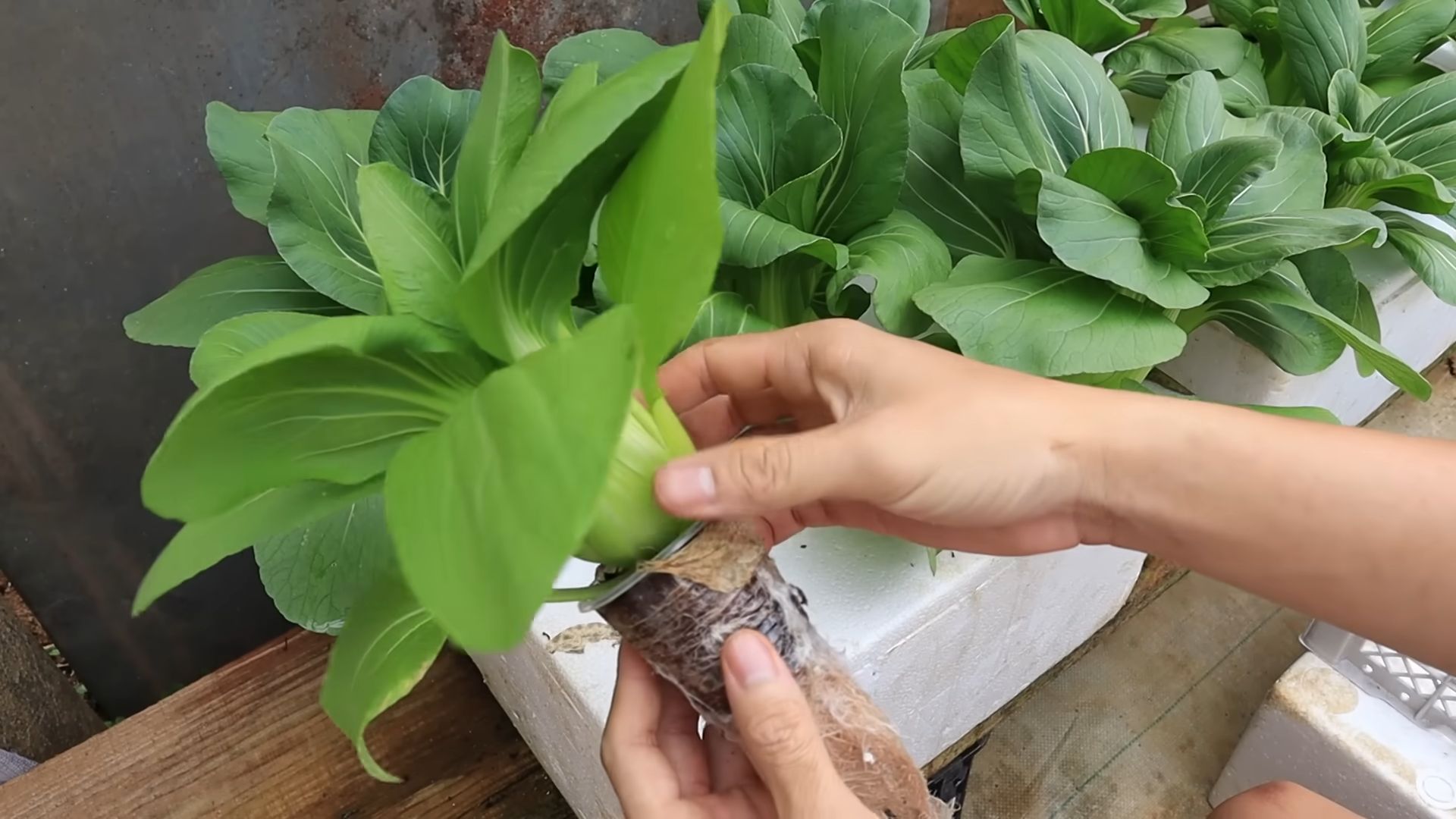 Home Hydroponics Vegetables