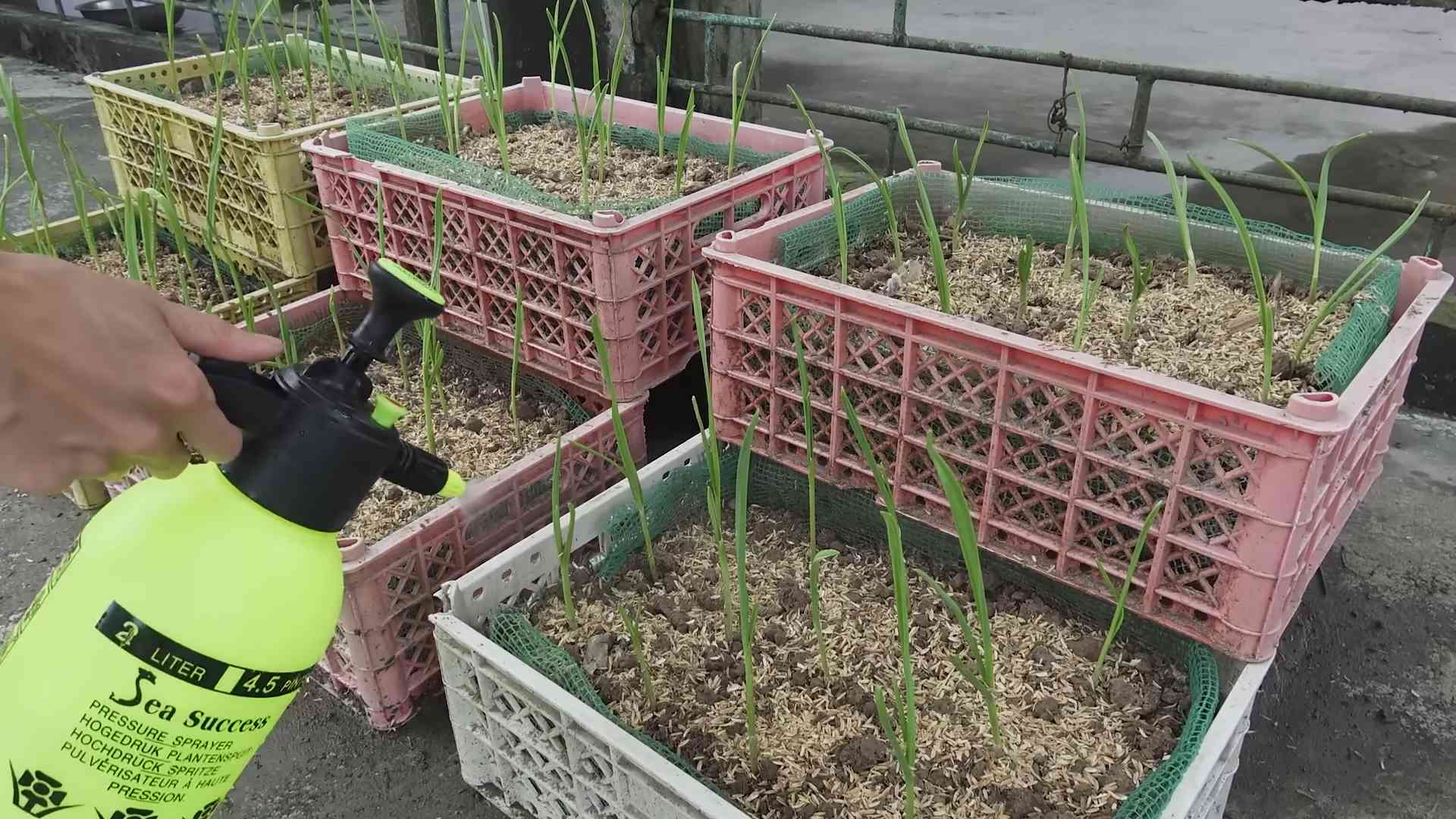 Garlic Growing in Water Bottles