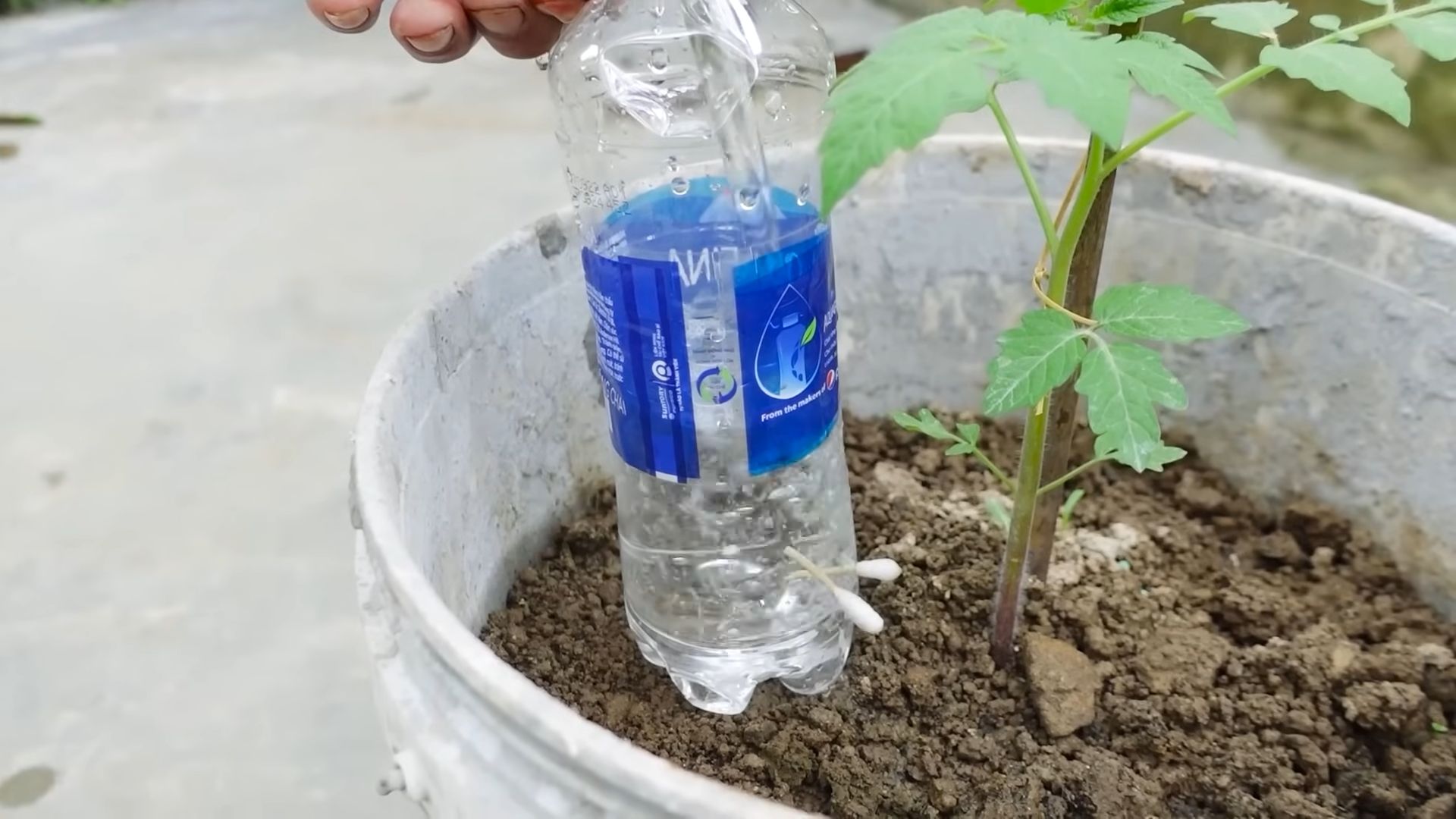 Grape Tomato Planting Guide