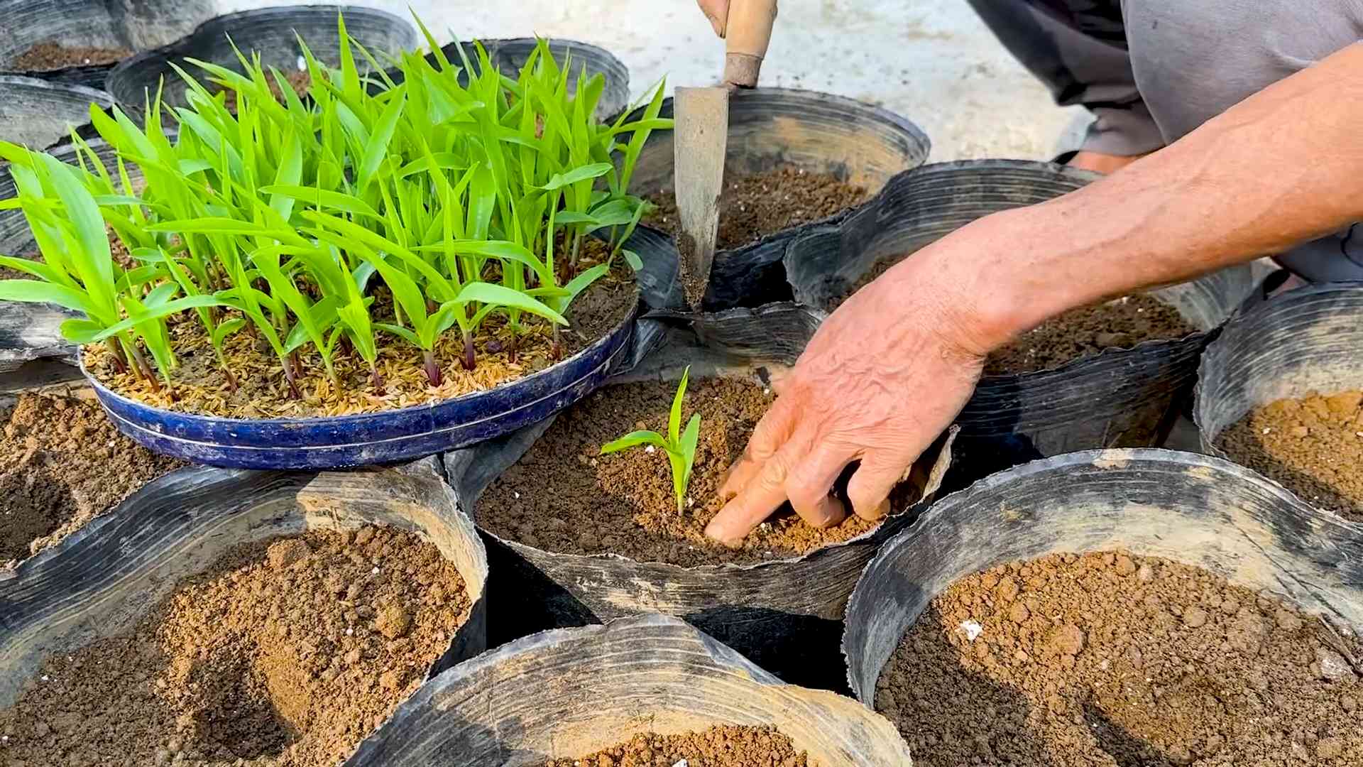 Rooftop Corn Gardening