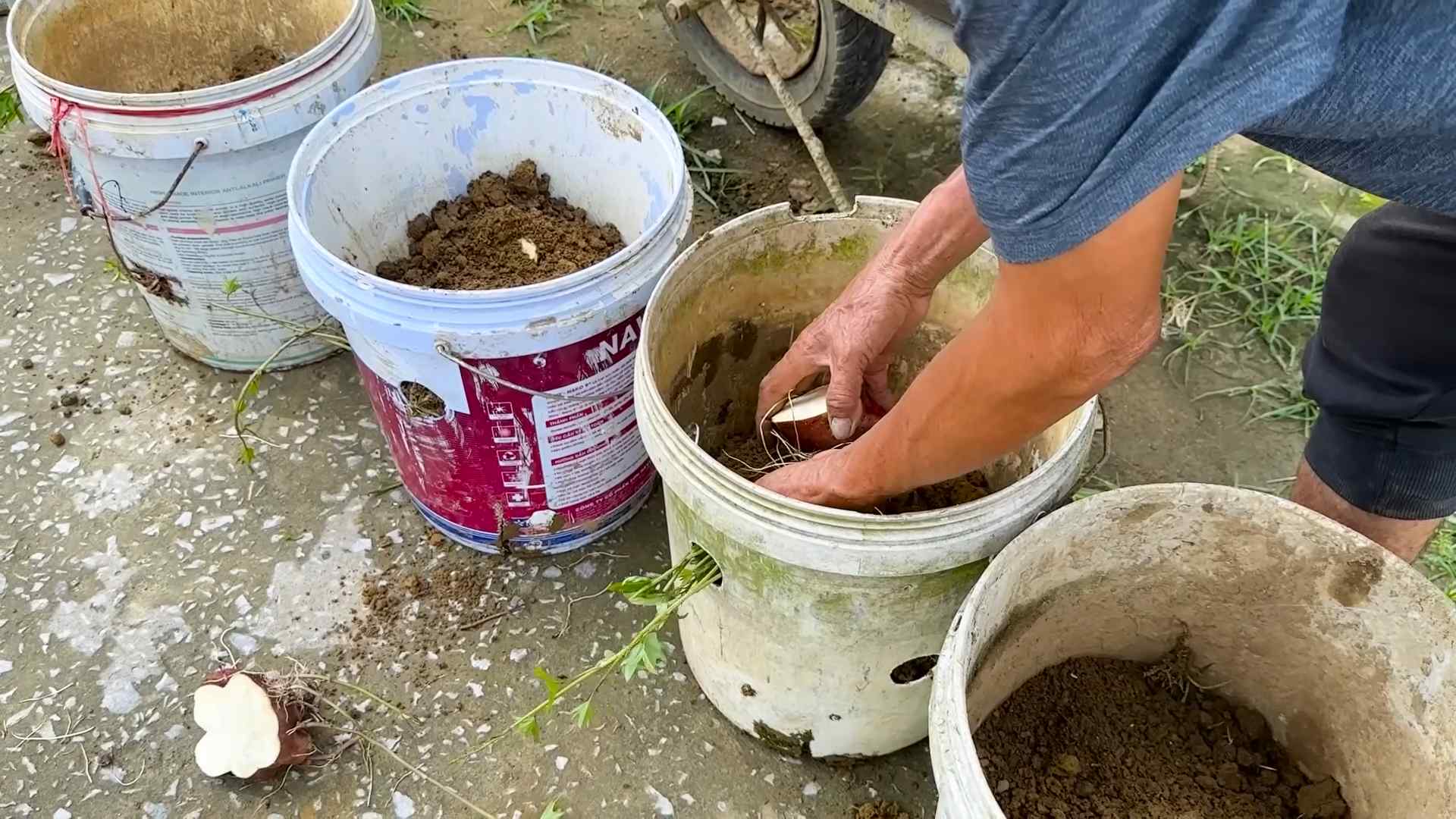 Sweet Potato Planting Beginners