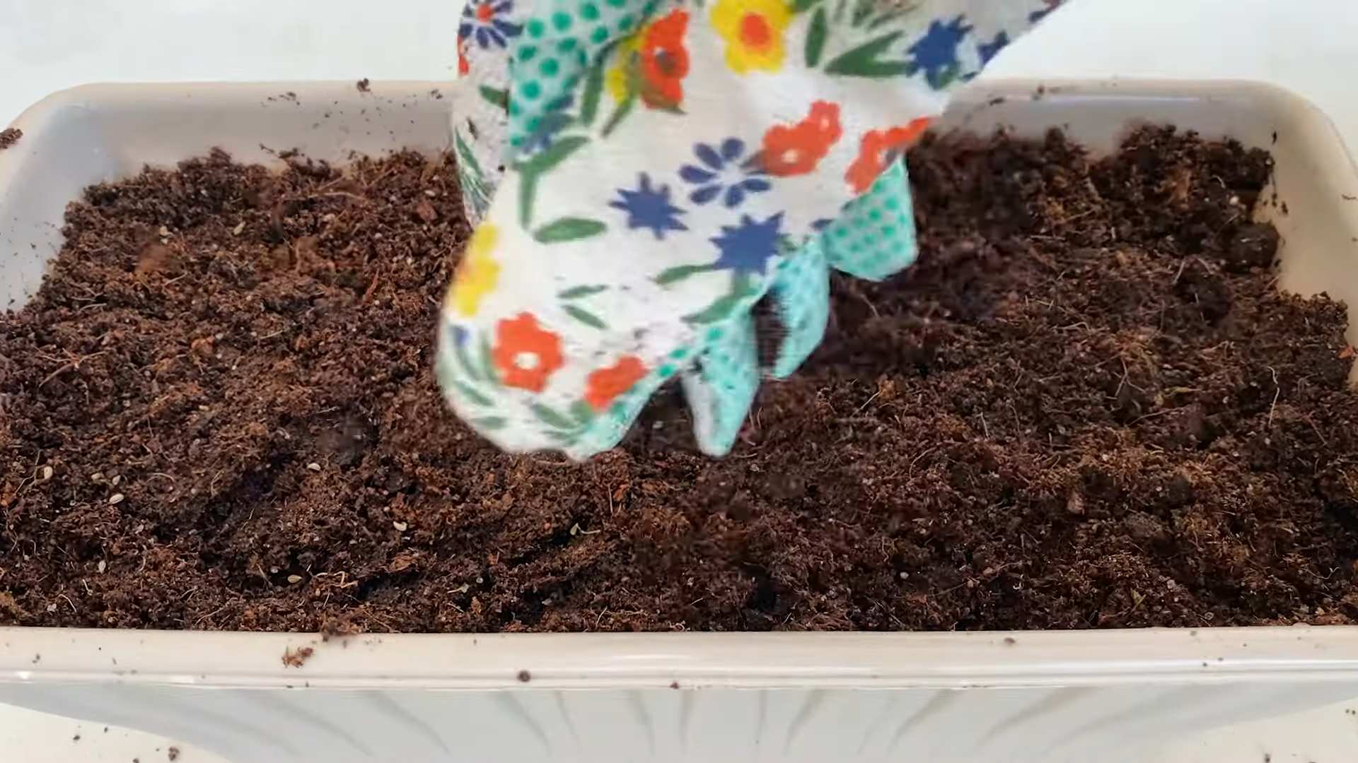Grow Parsley Indoors