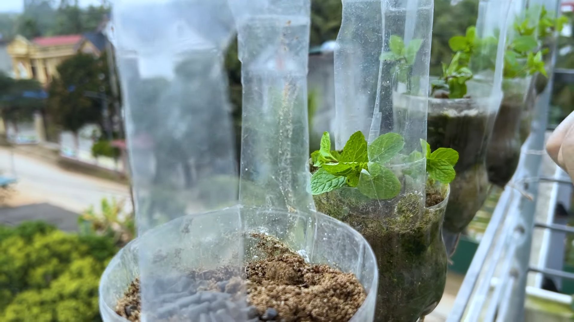 Balcony Mint Growing Hack