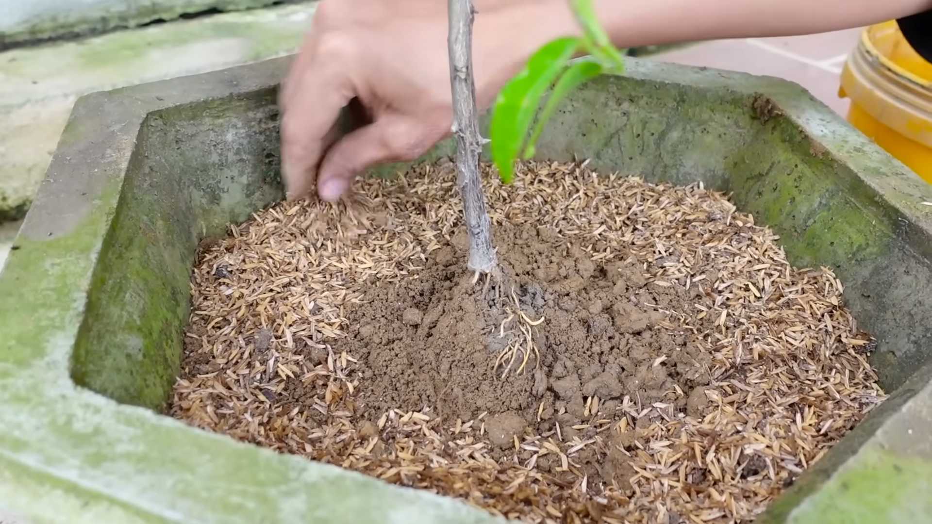 Kalamansi harvest small spaces