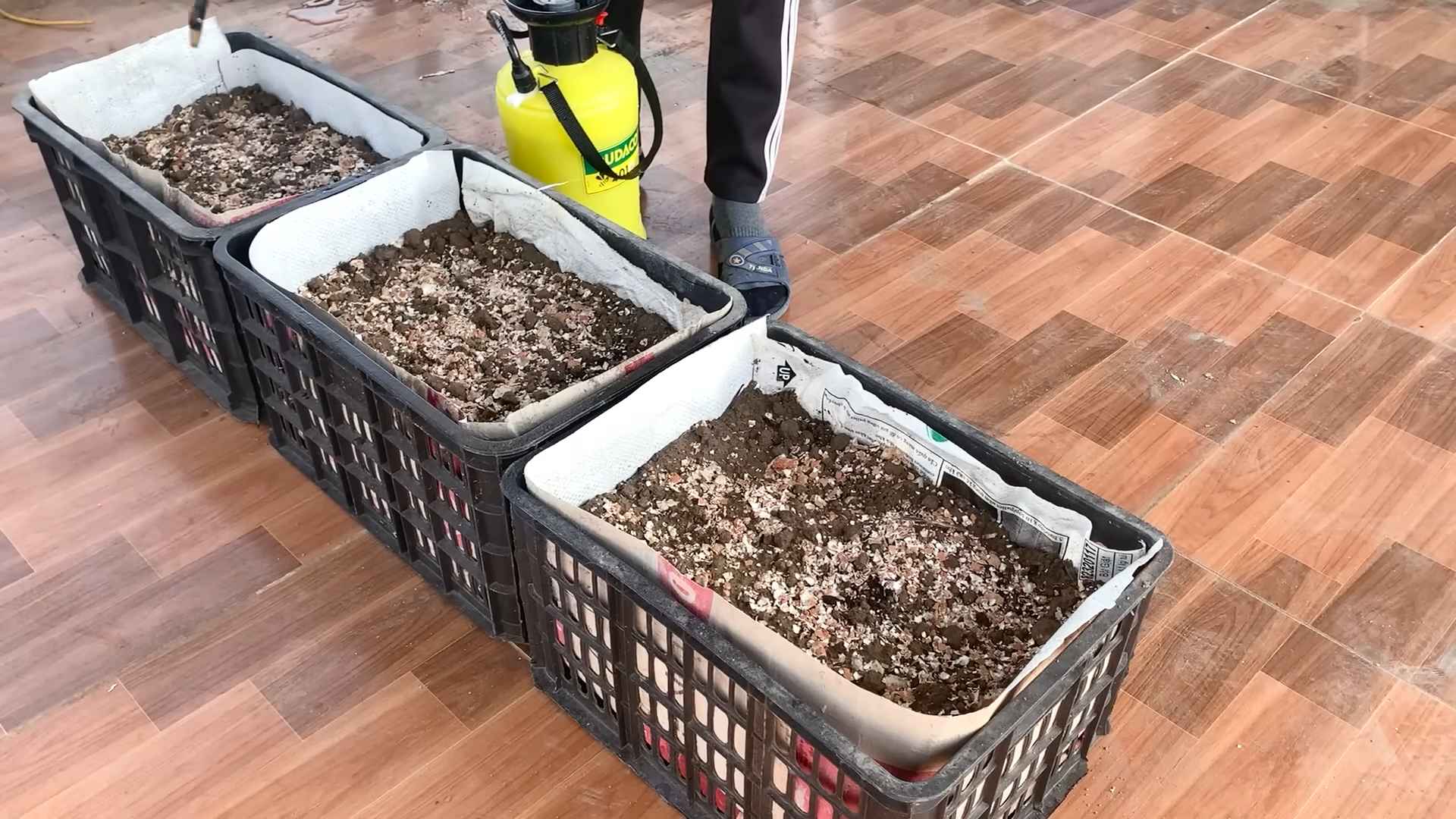 Growing Asparagus at Home
