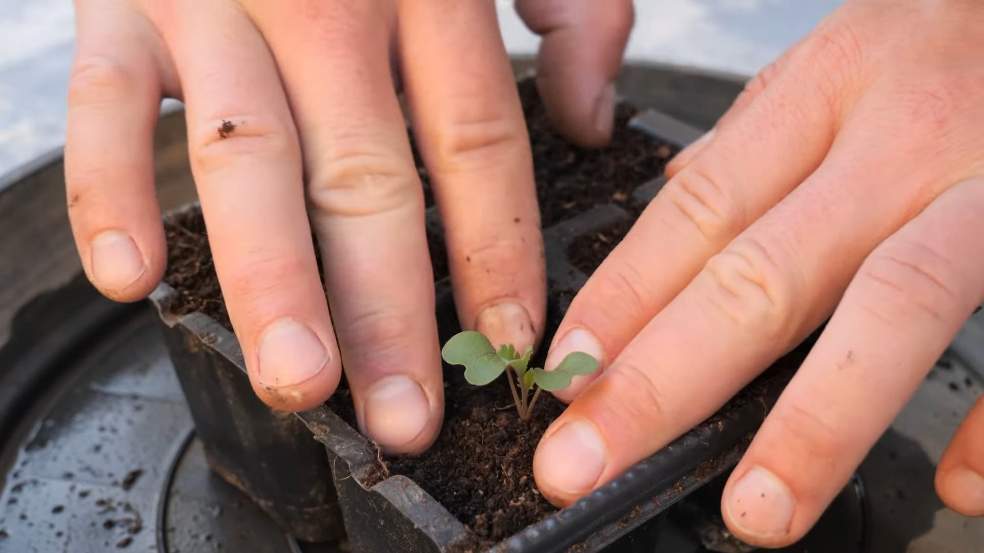 Grow Kale at Home
