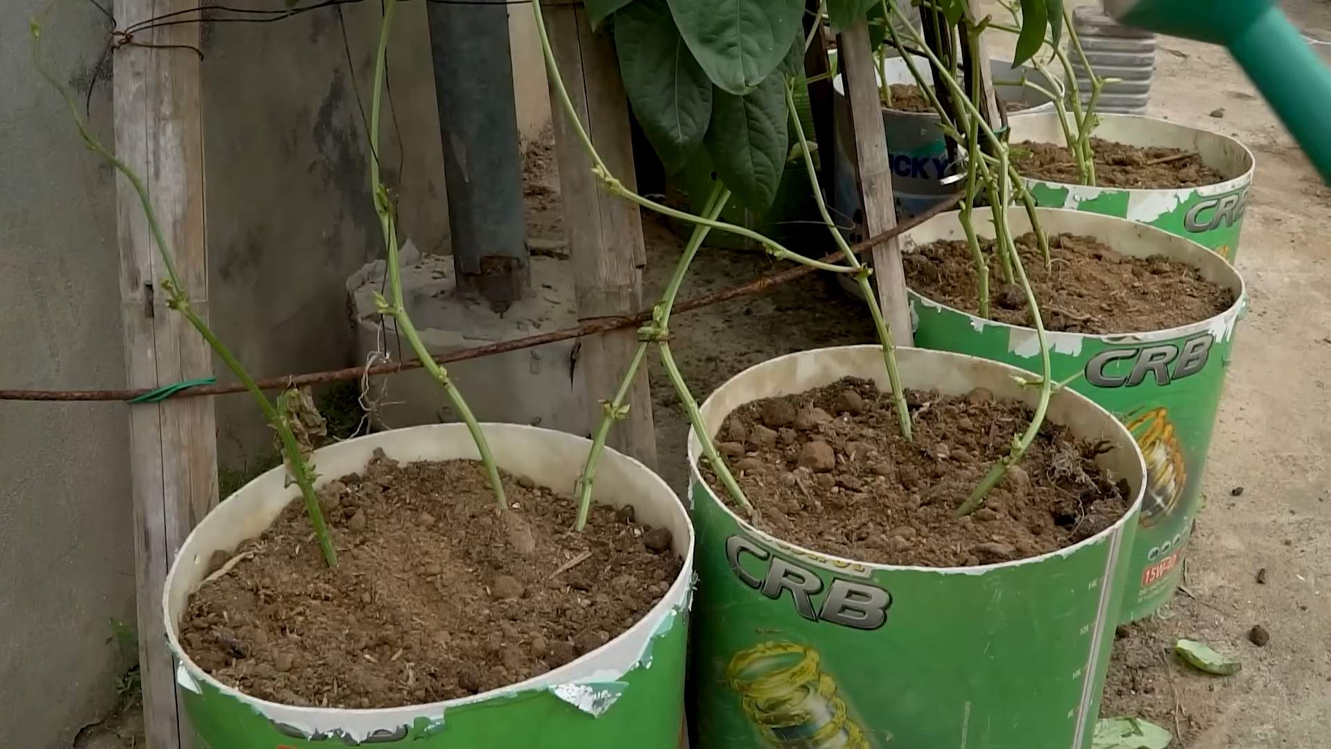 Grow Long Beans Easily
