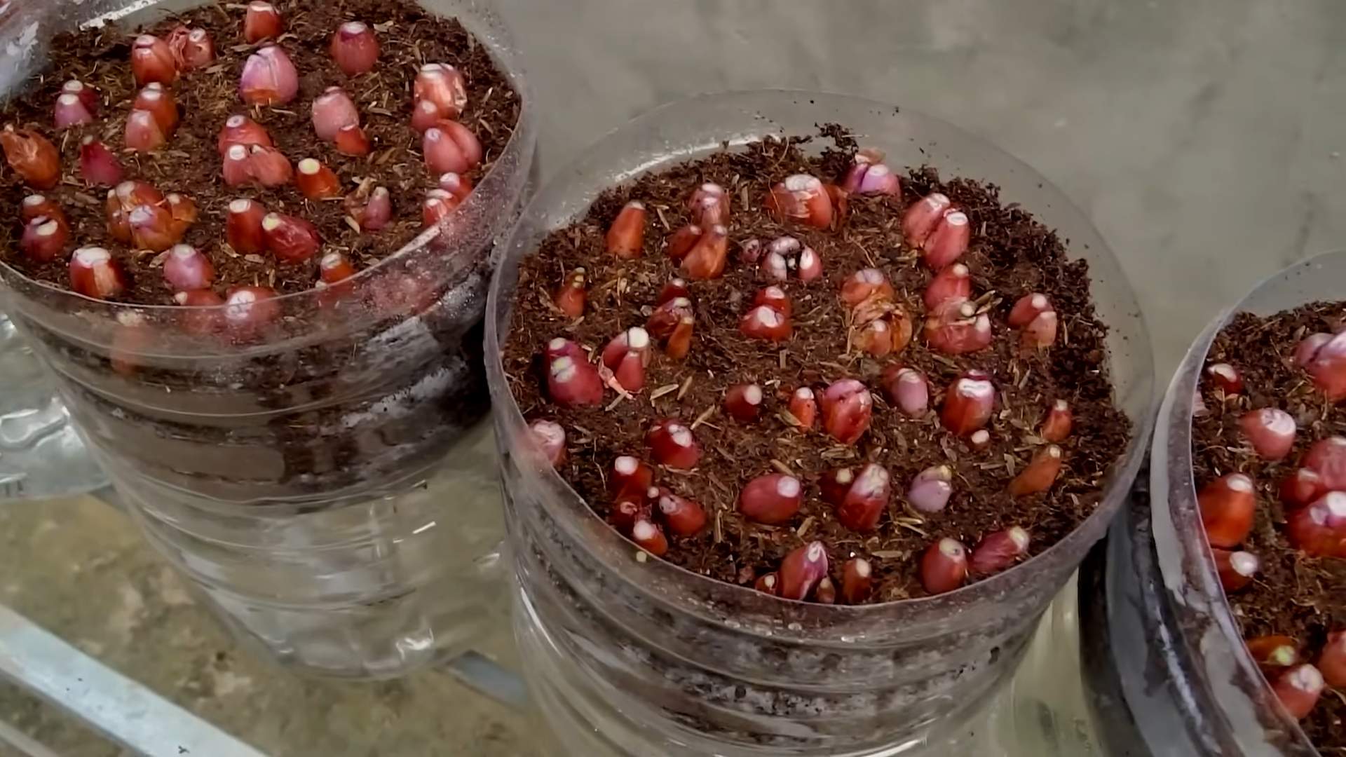 Regrow green onions from scraps