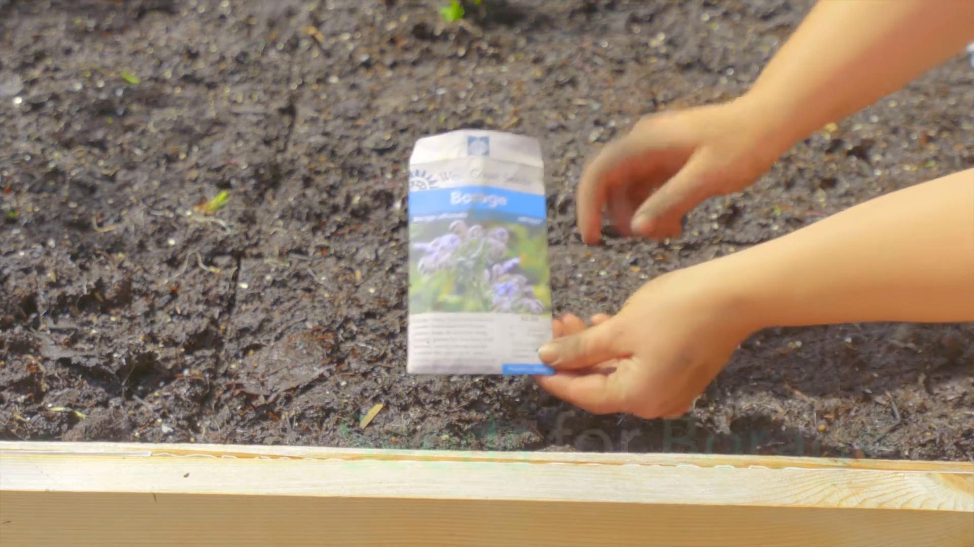 Plant Borage at Home