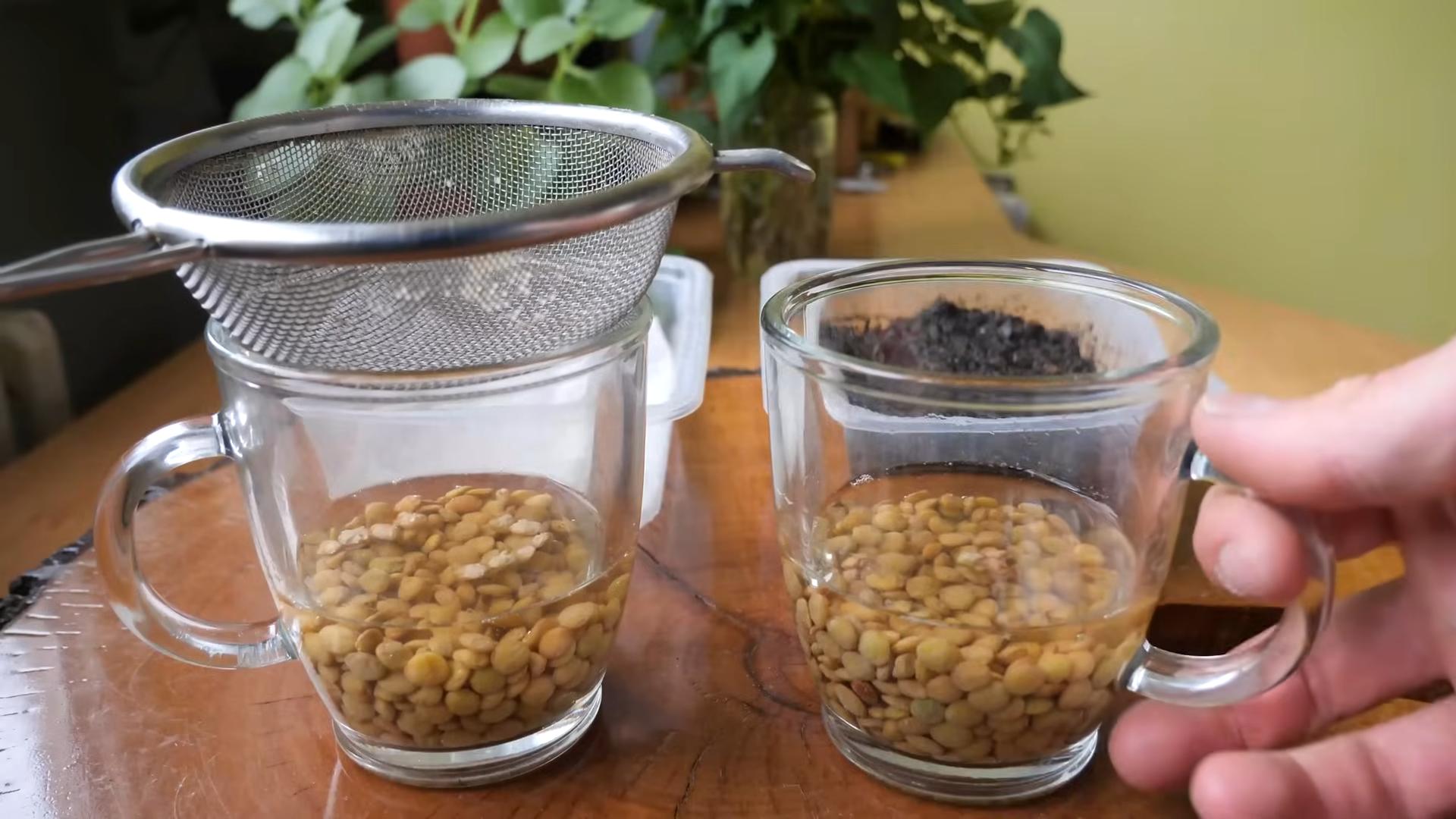 Grow Microgreens Kitchen Shelf