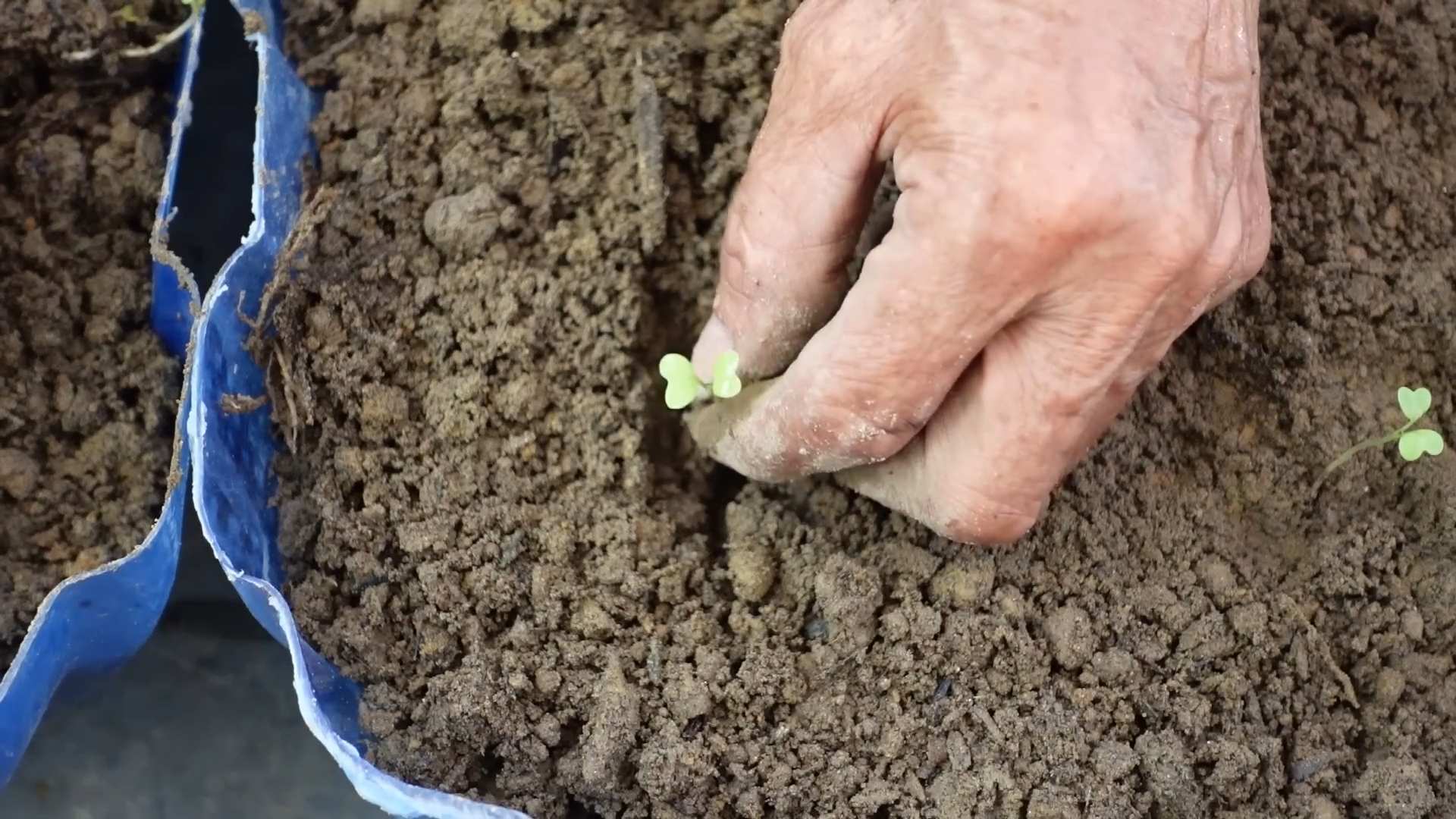 Grow Bok Choy at Home