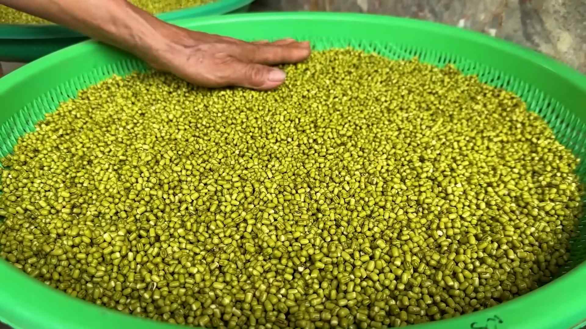 Grow Bean Sprouts Home