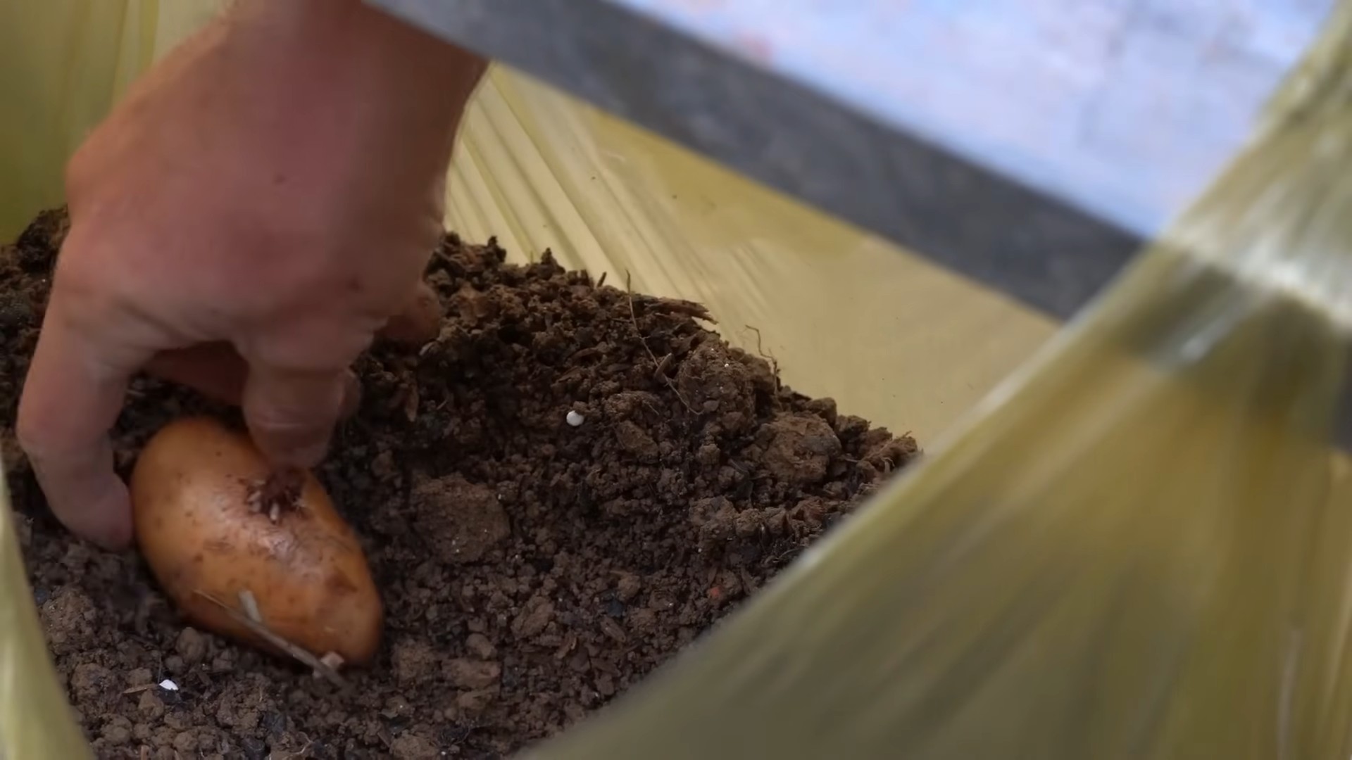 Growing Potatoes in Bags