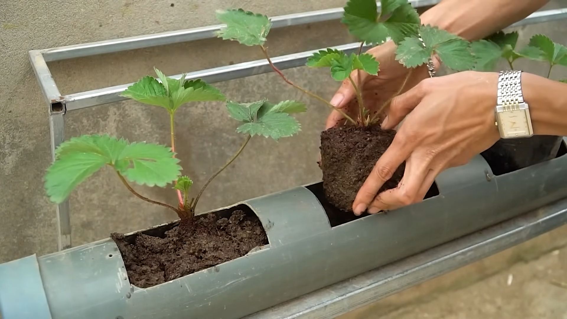 No Water Strawberry System