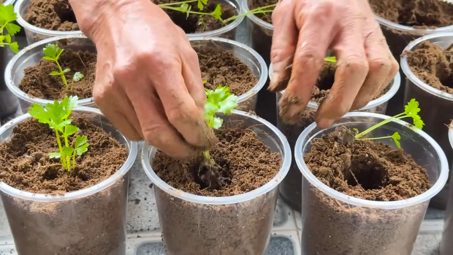Hydroponic Celery Rockwool Growing