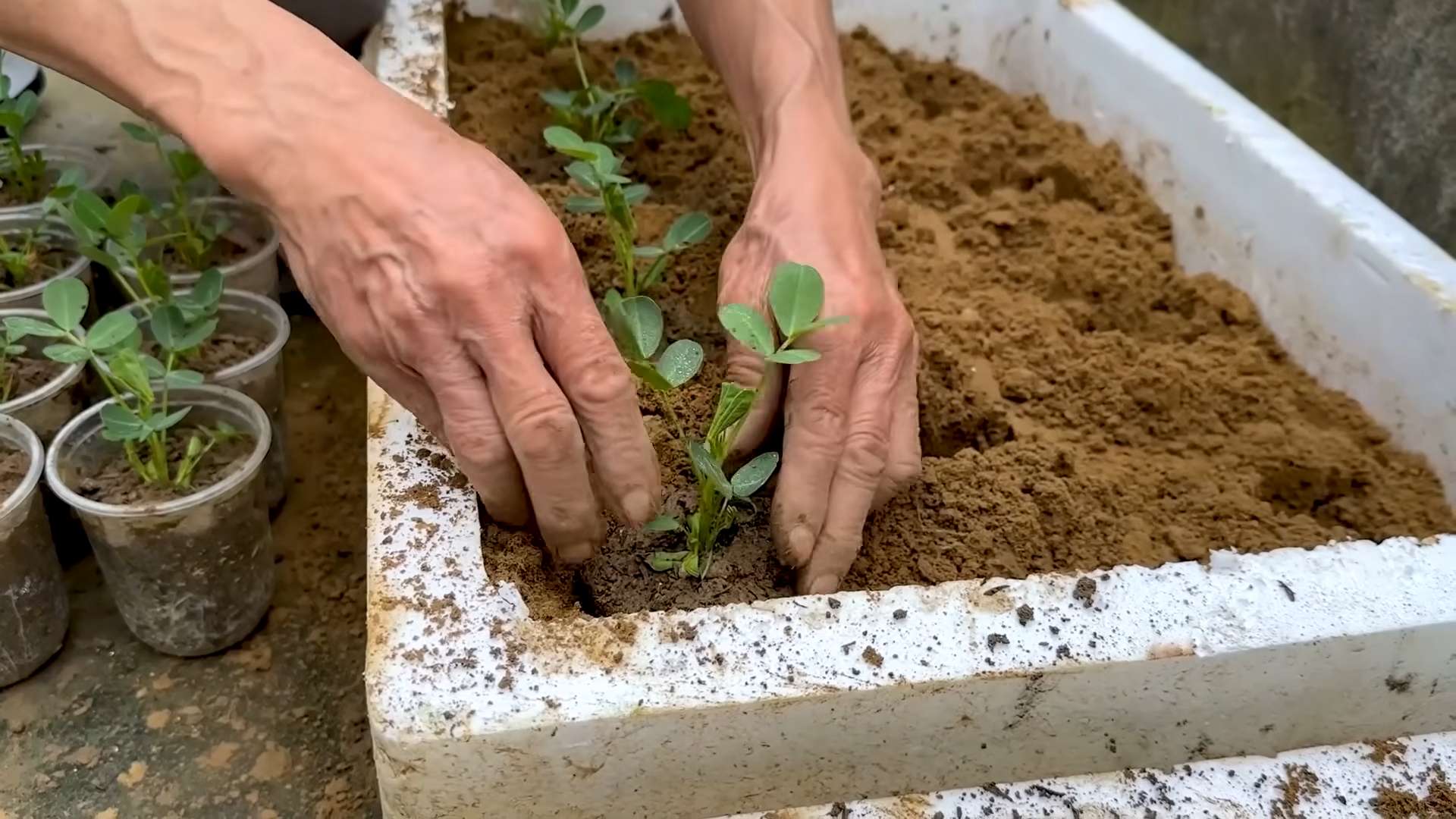 Zucchini Planting Hacks