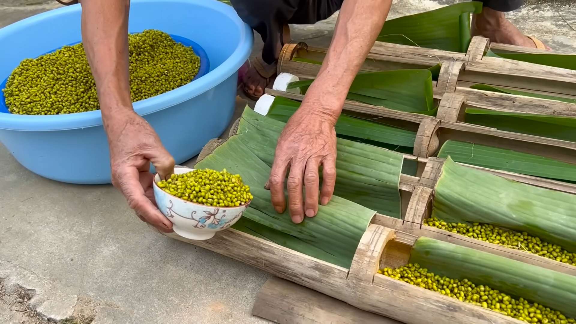 Grow Bean Sprouts at Home
