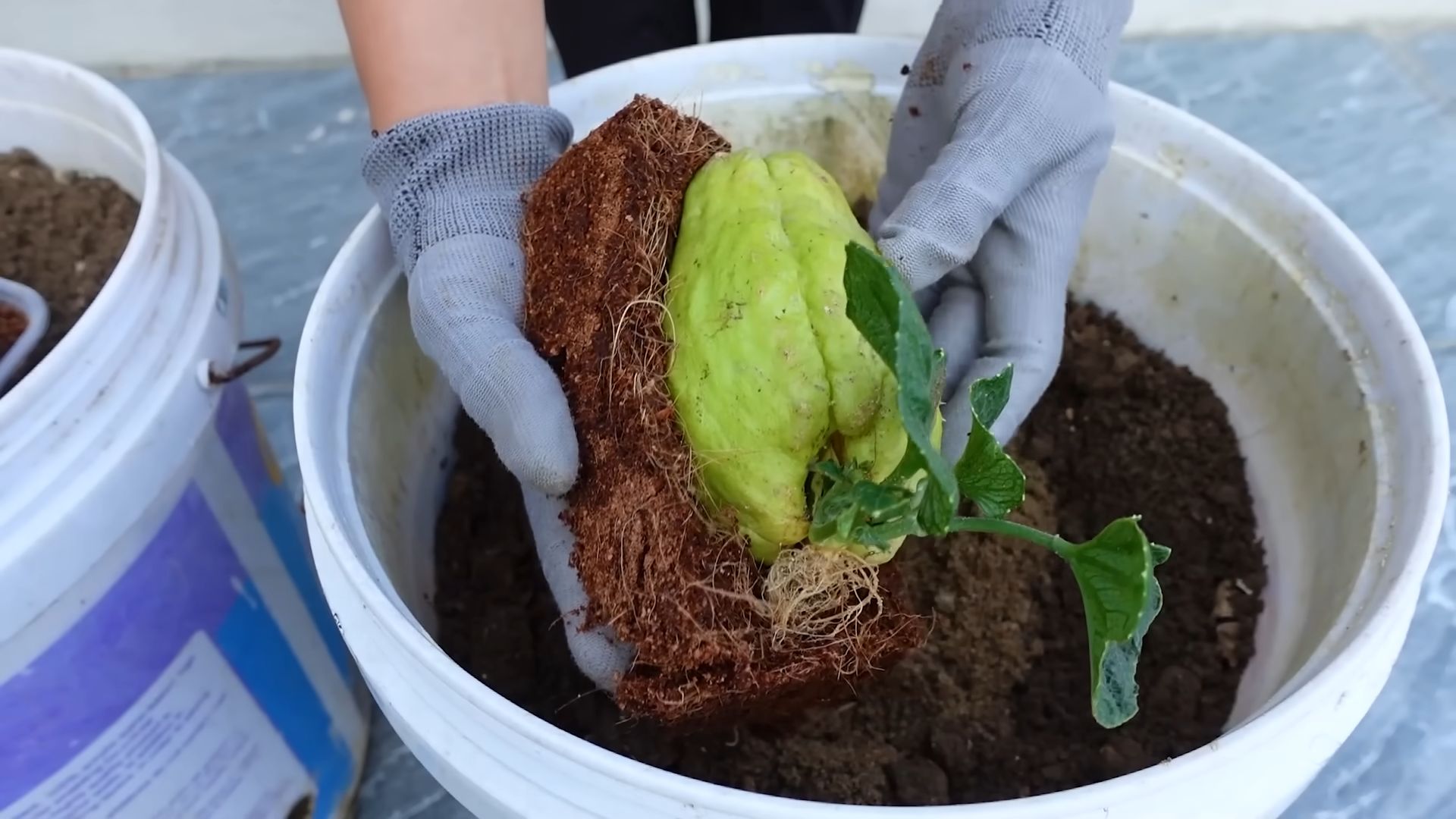 Growing Chayote at Home
