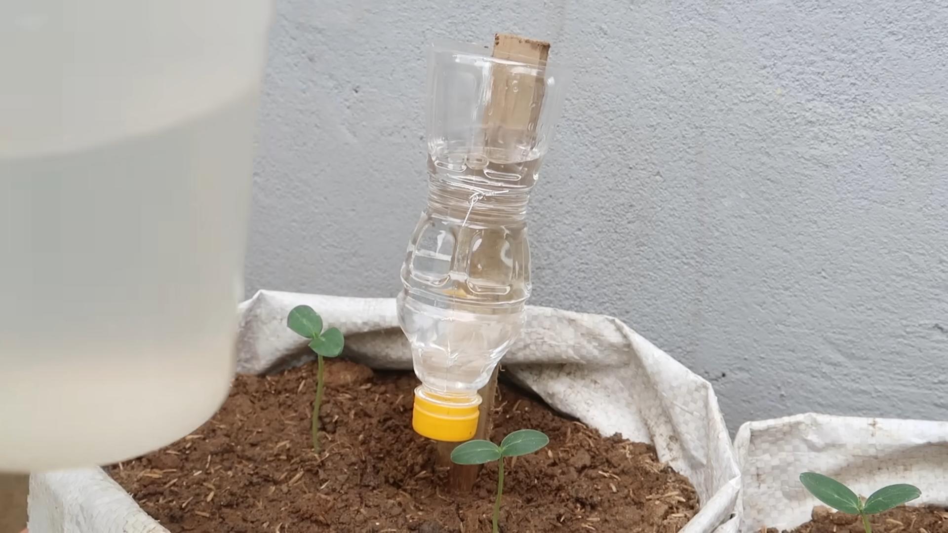 Growing Cucumbers Easy Trick