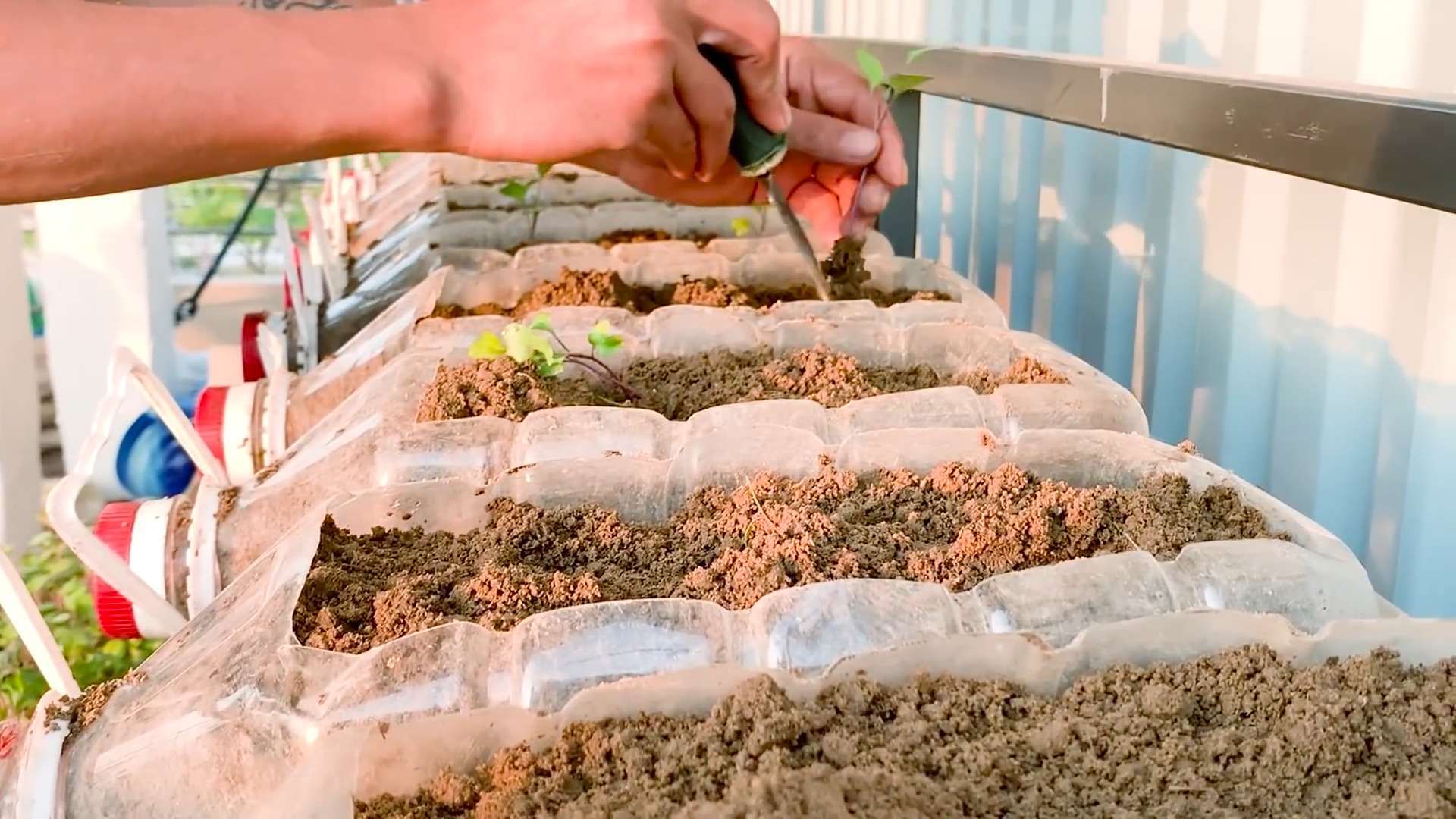 Growing Kohlrabi on Balcony