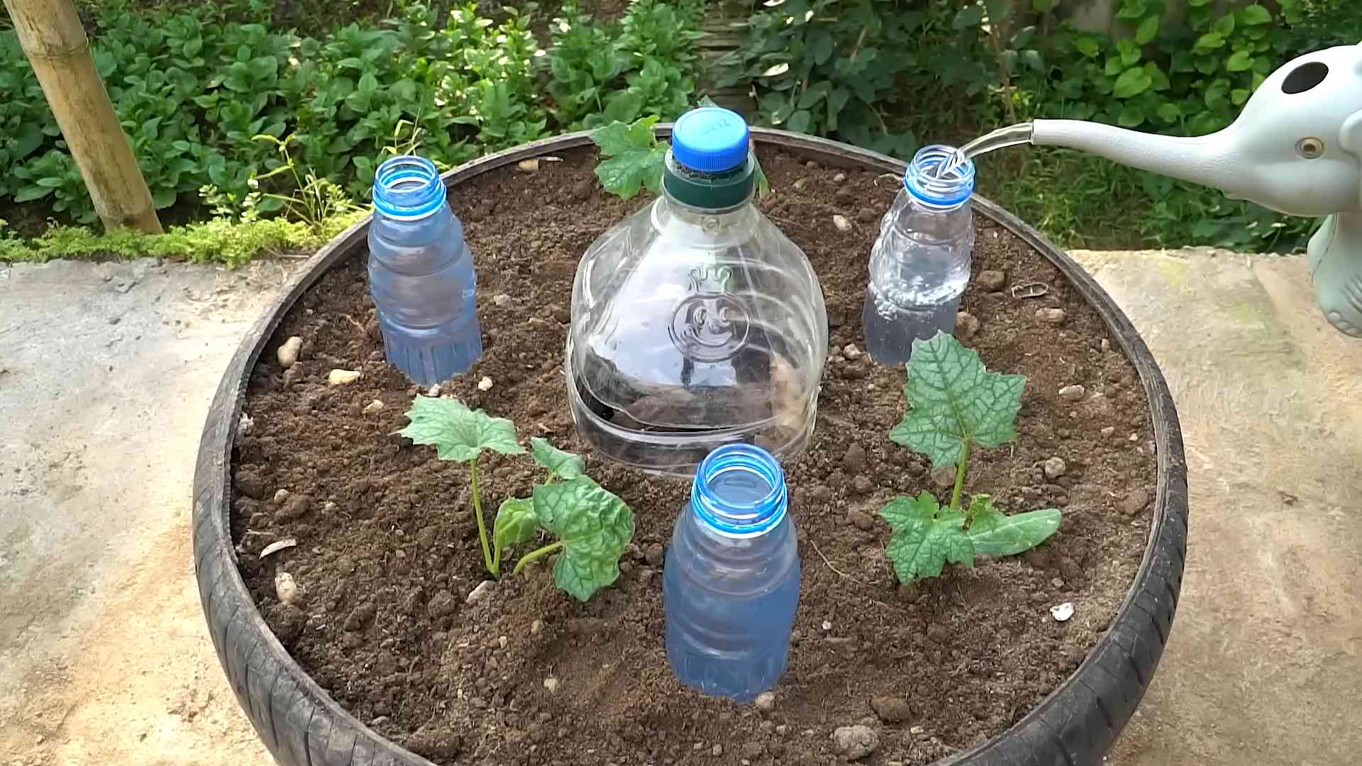 Growing sponge gourds indoors