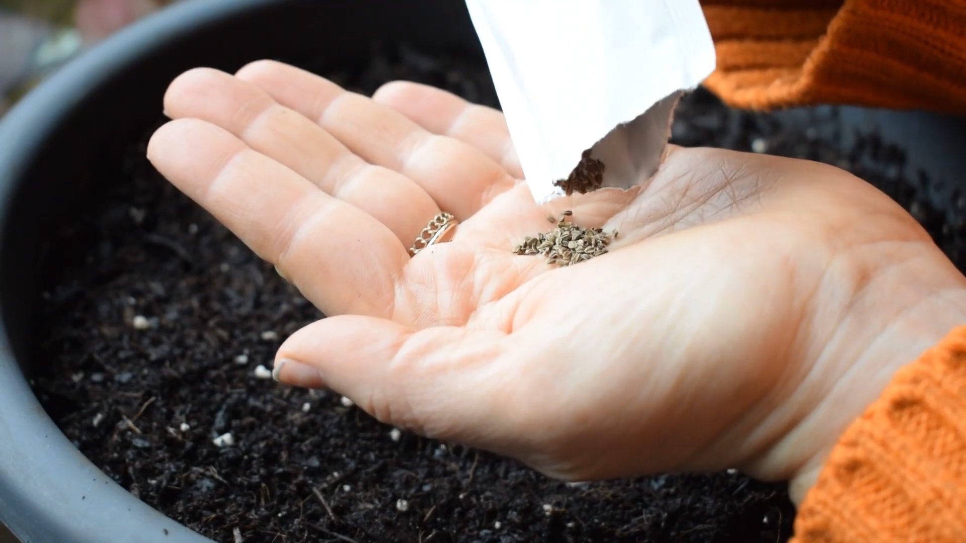 Growing Carrots in Pots