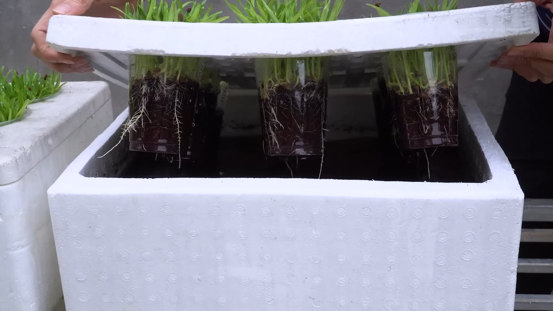 Grow Water Spinach at Home
