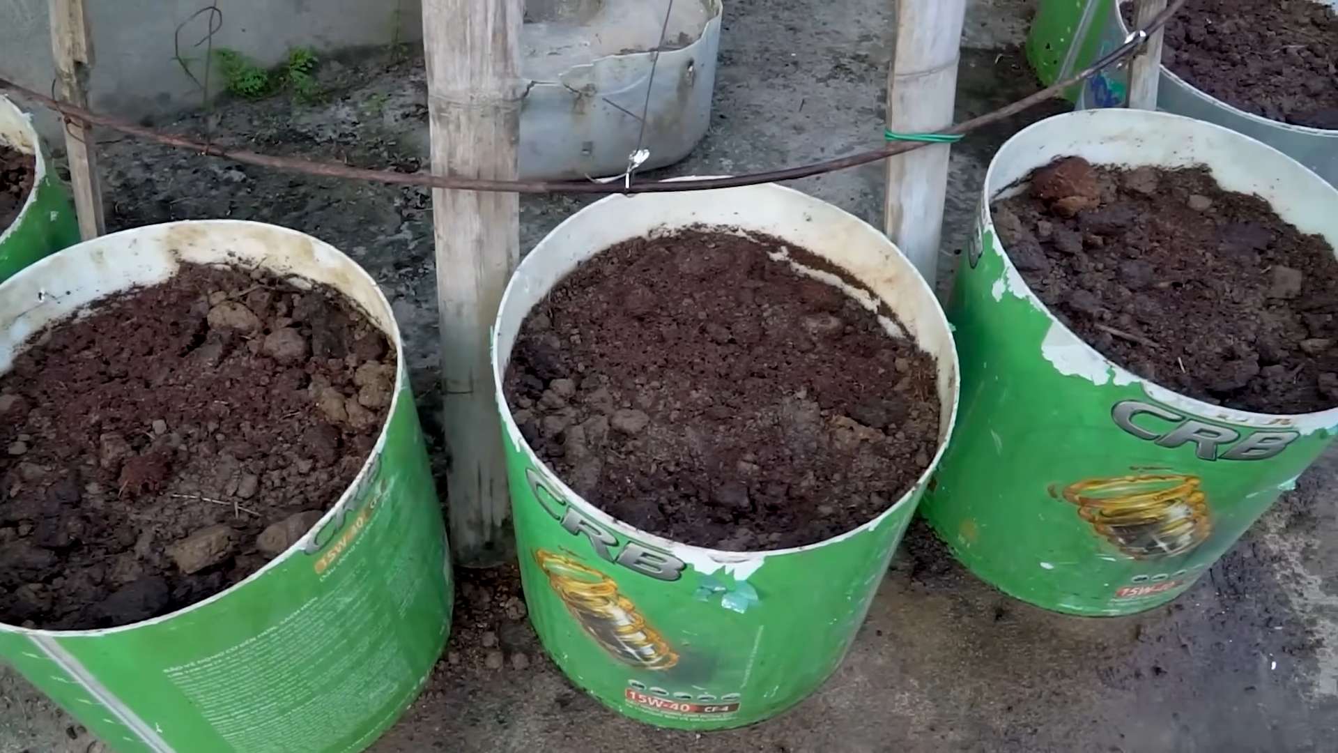 Balcony Bean Growing
