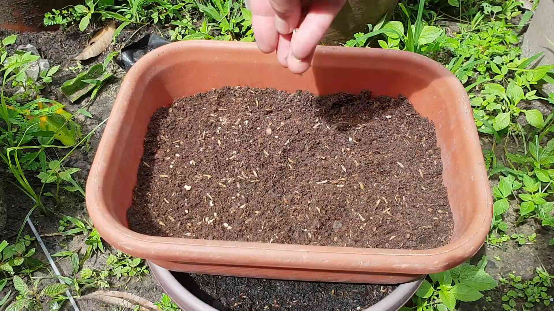 Grow Heirloom Tomatoes Kitchen