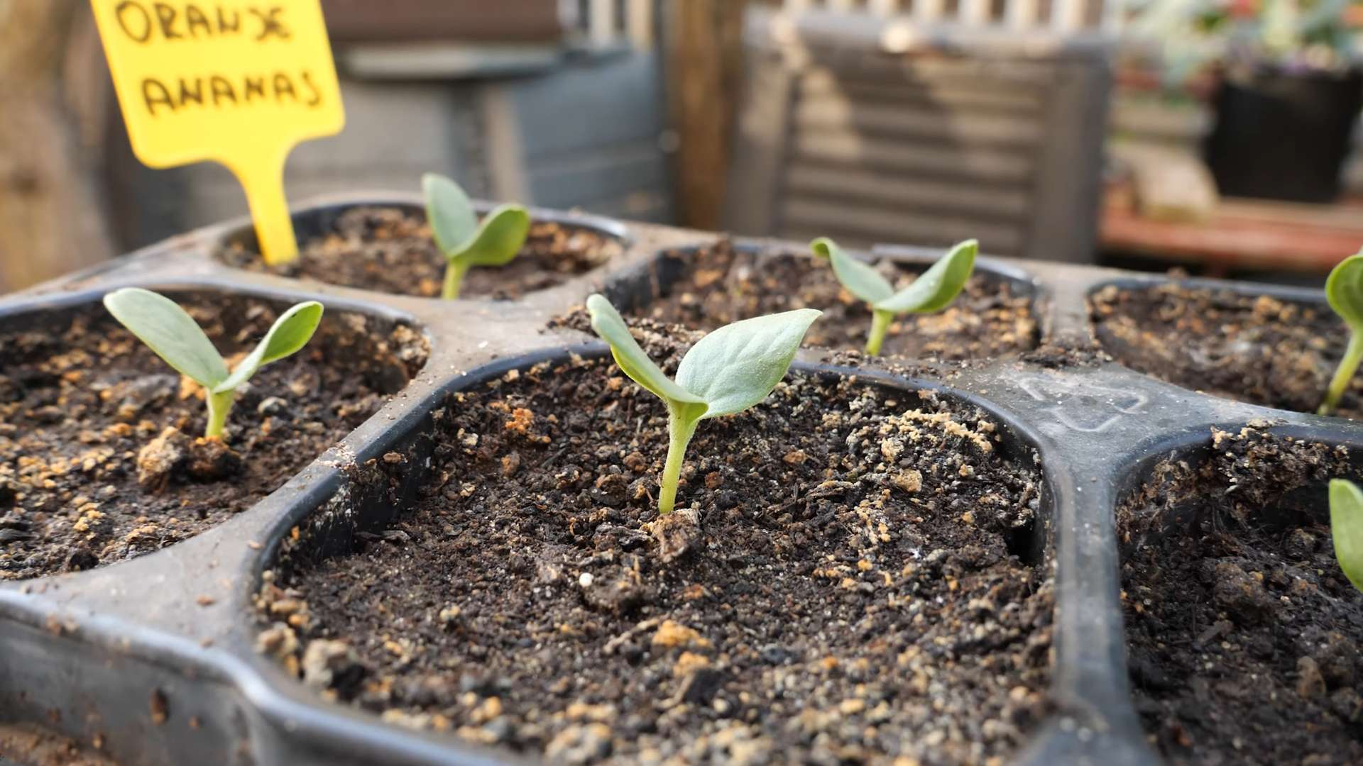 Plant Ananas Melons at Home