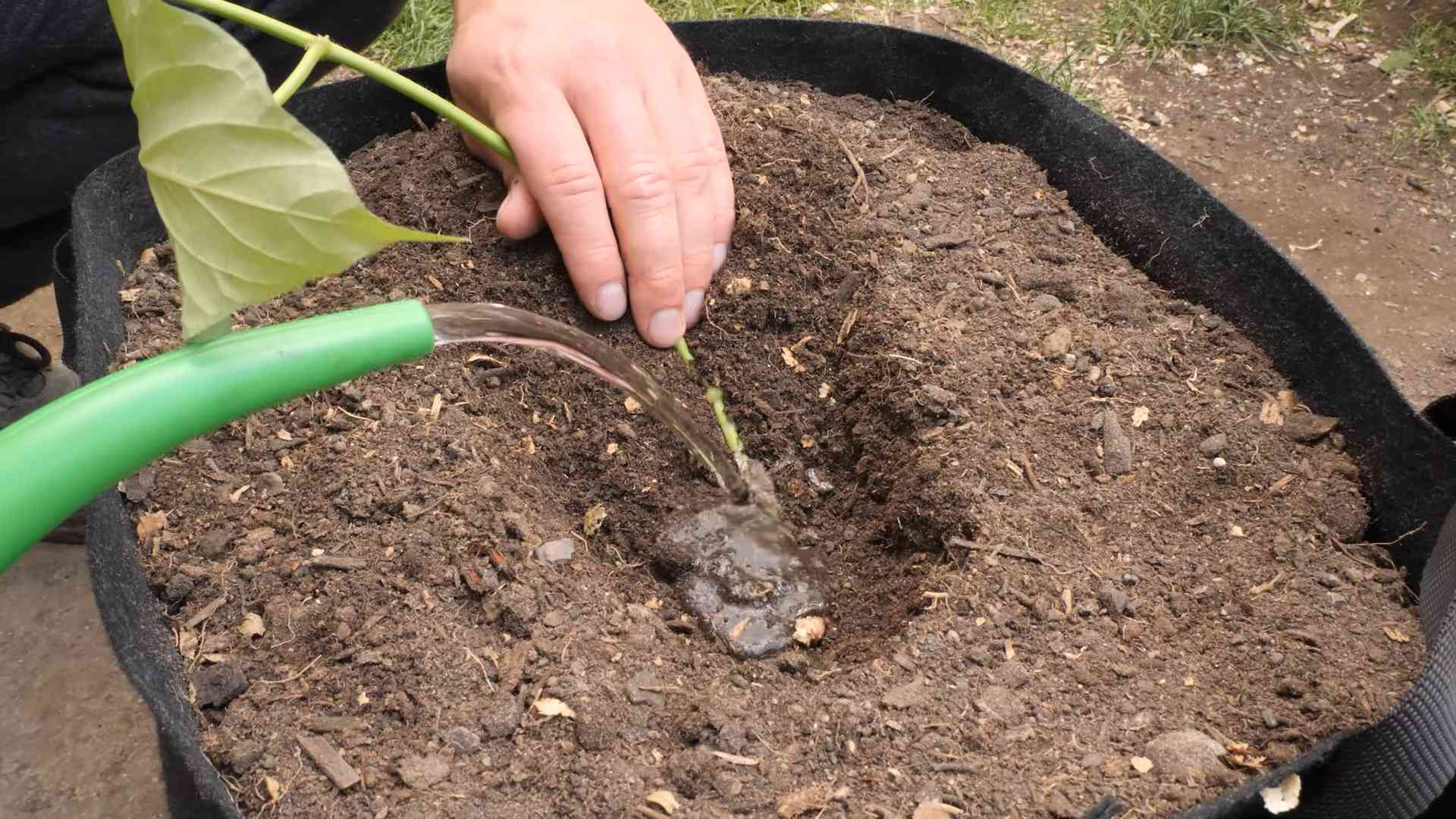Cape Gooseberry Home Gardening