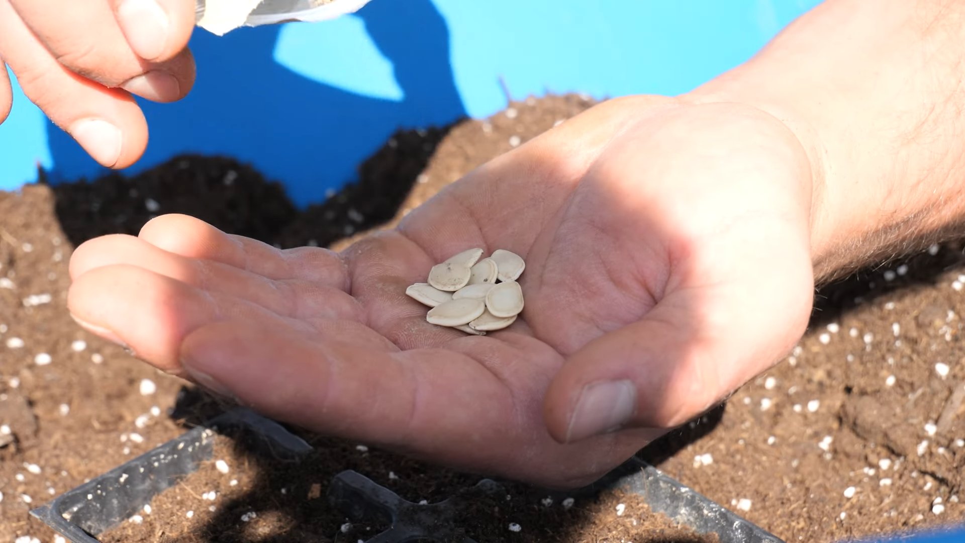 Zucchini Growing Beginners Guide