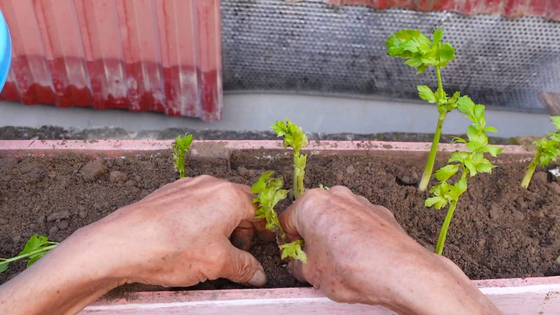 Grow Celery at Home