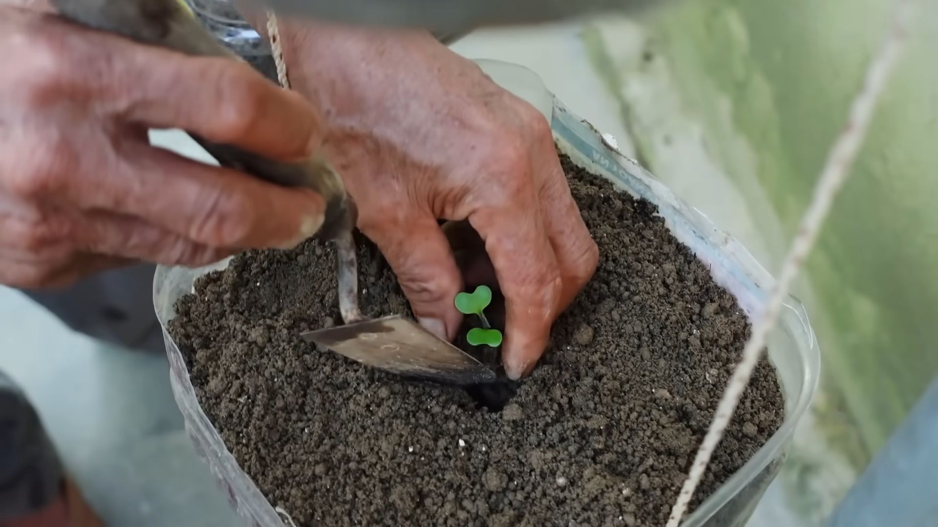 Hanging cabbage growing DIY