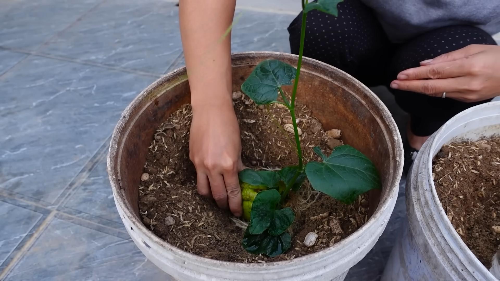 Chayote Bucket Gardening