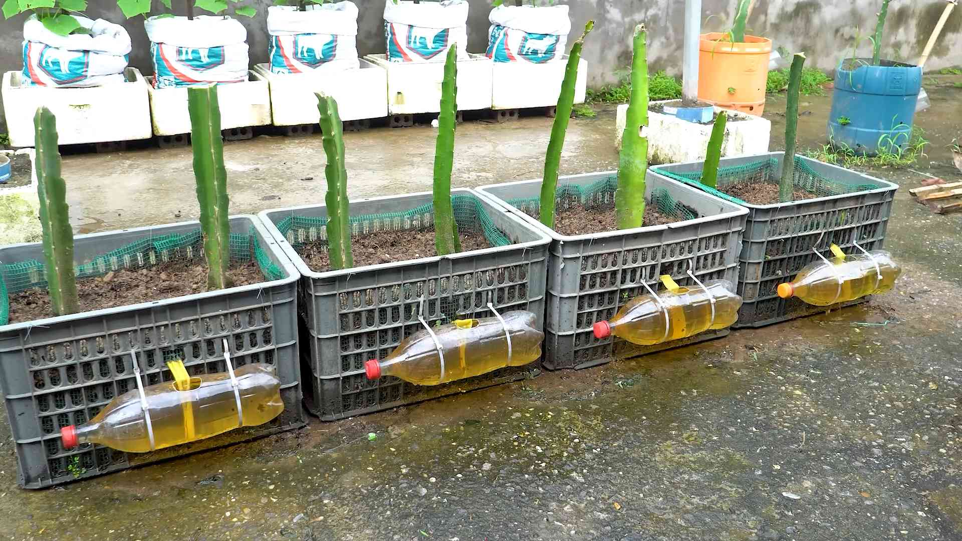 Growing Red Dragon Fruit