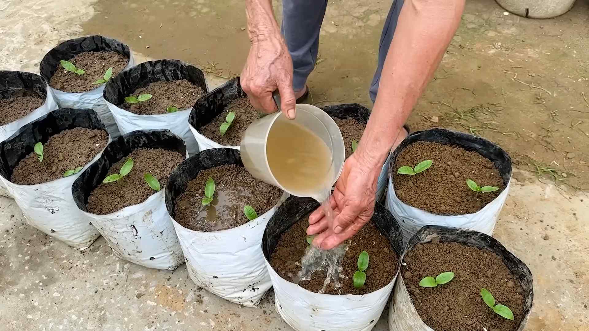 Yardlong Bean Gardening Guide