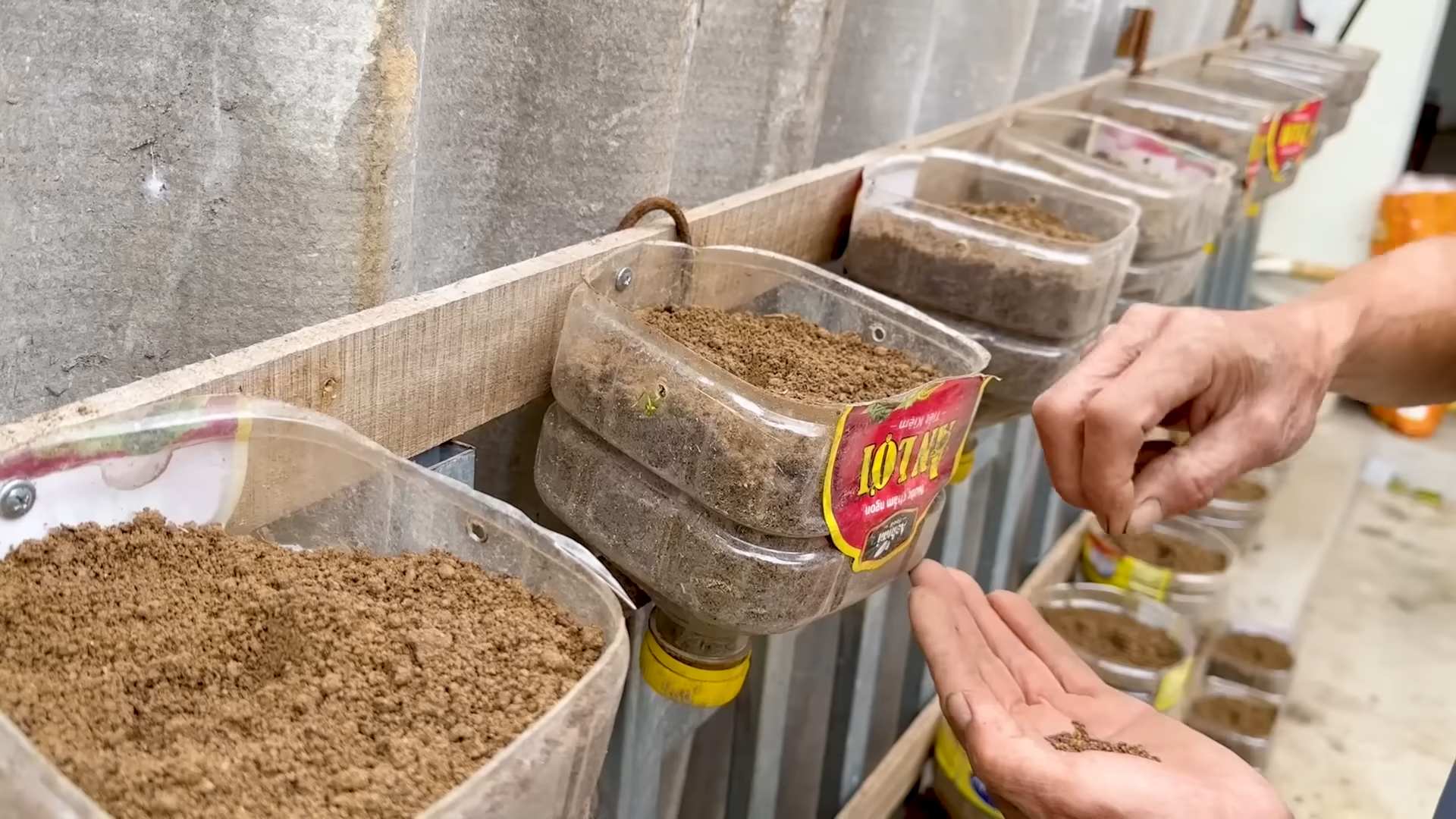 Plastic Bottle Kale Planter