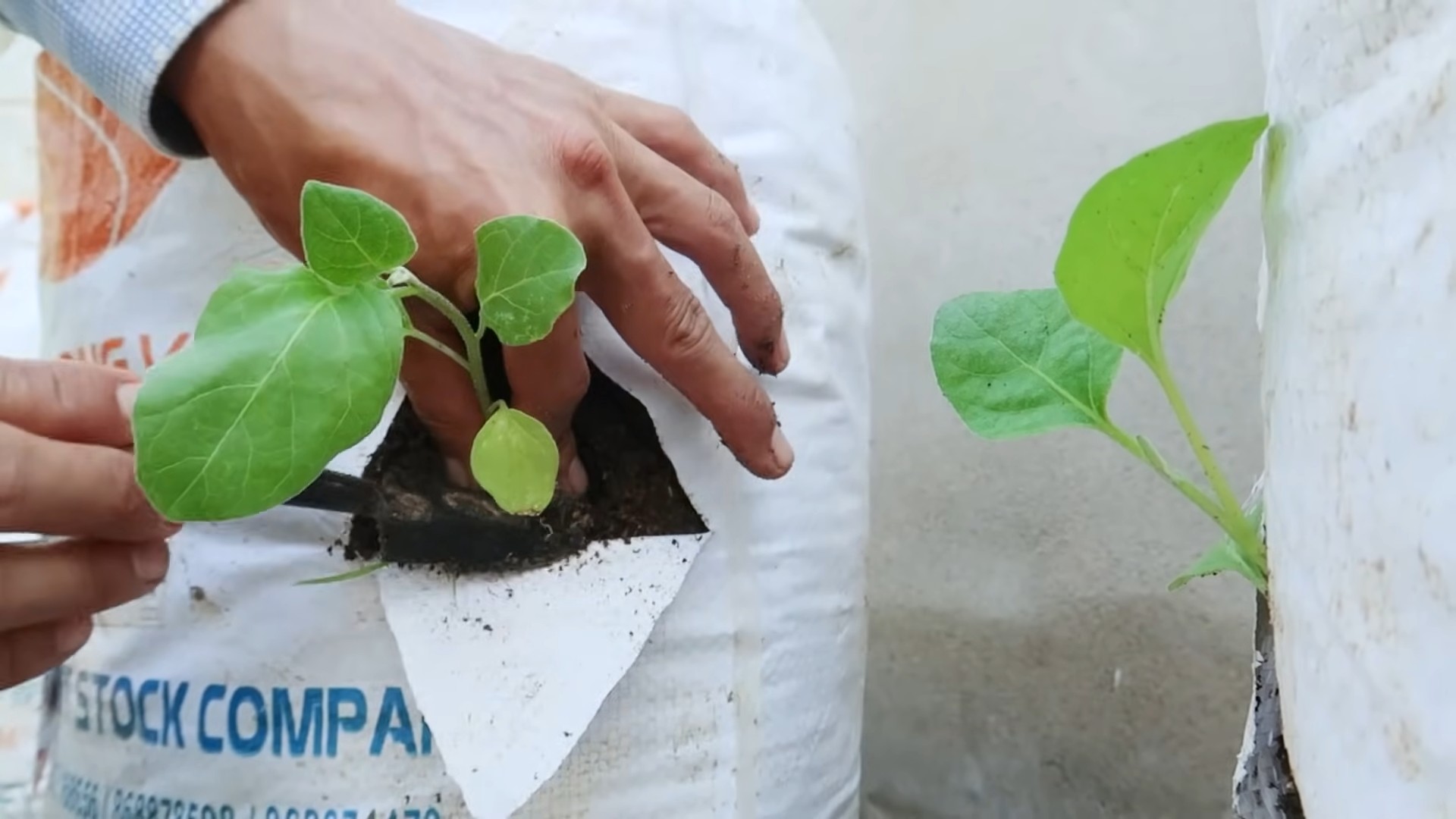 Growing Eggplants Small Spaces