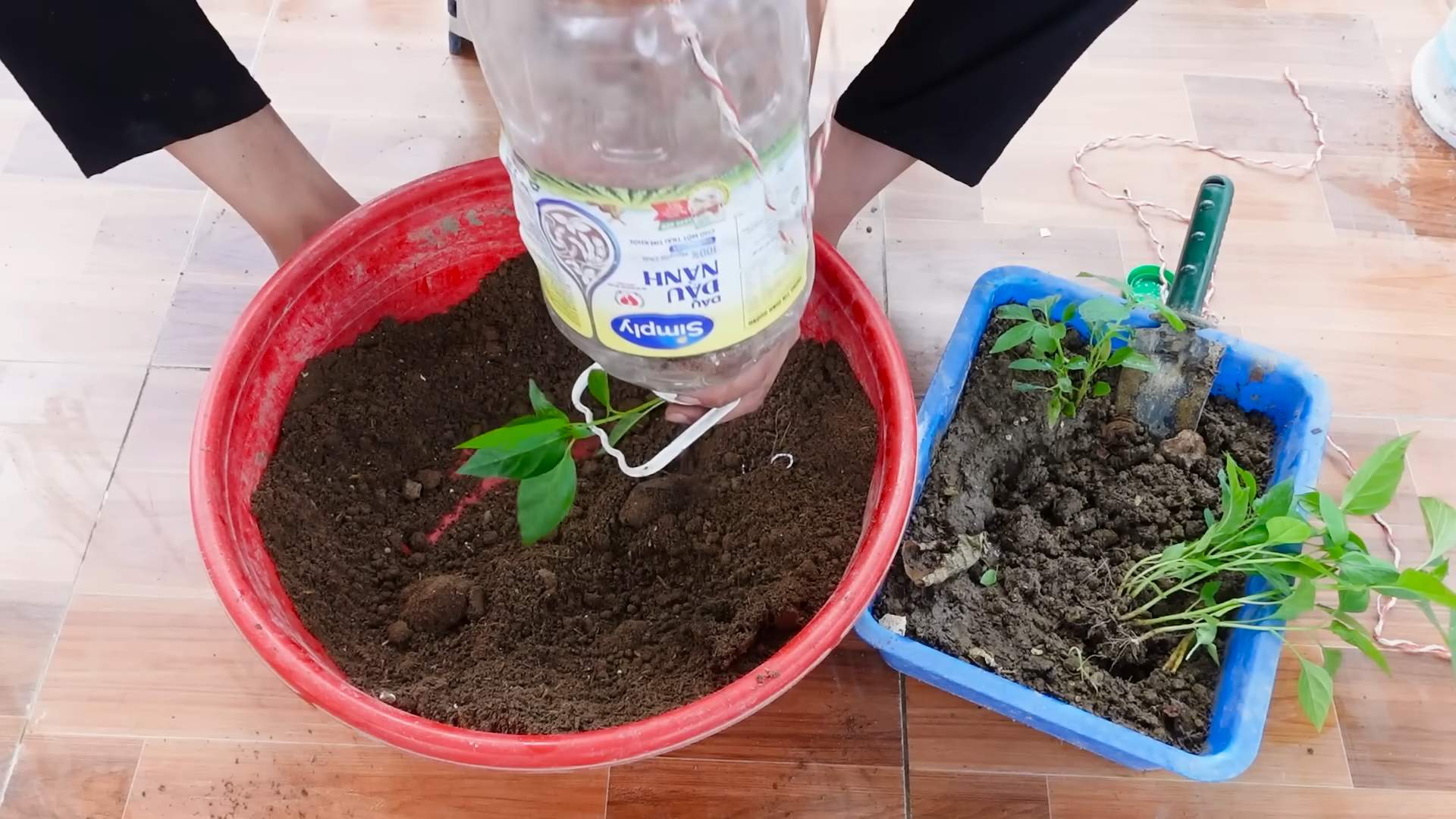 Growing Chili Peppers in Bottles