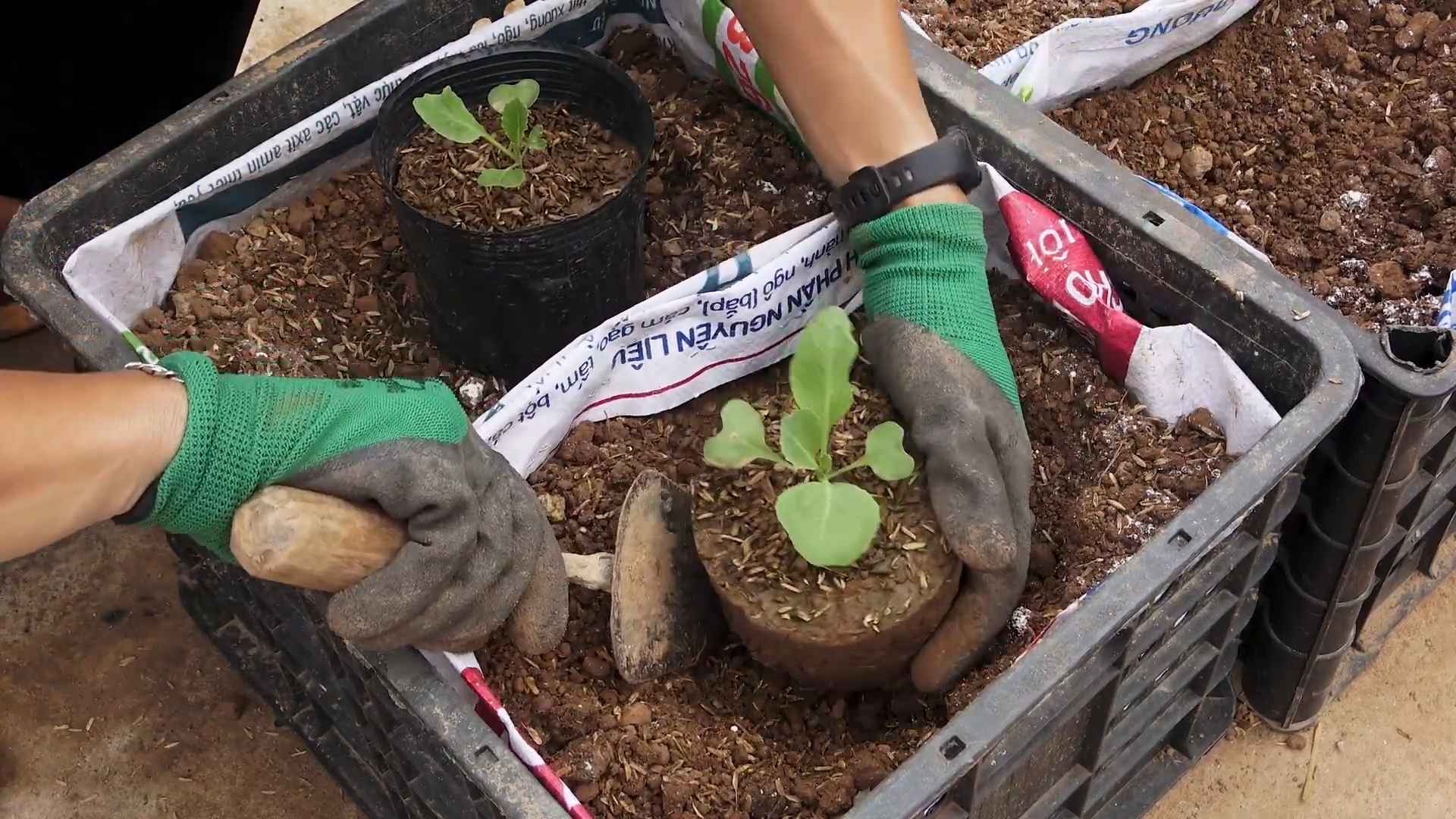 Starting Cabbage Seeds Indoors