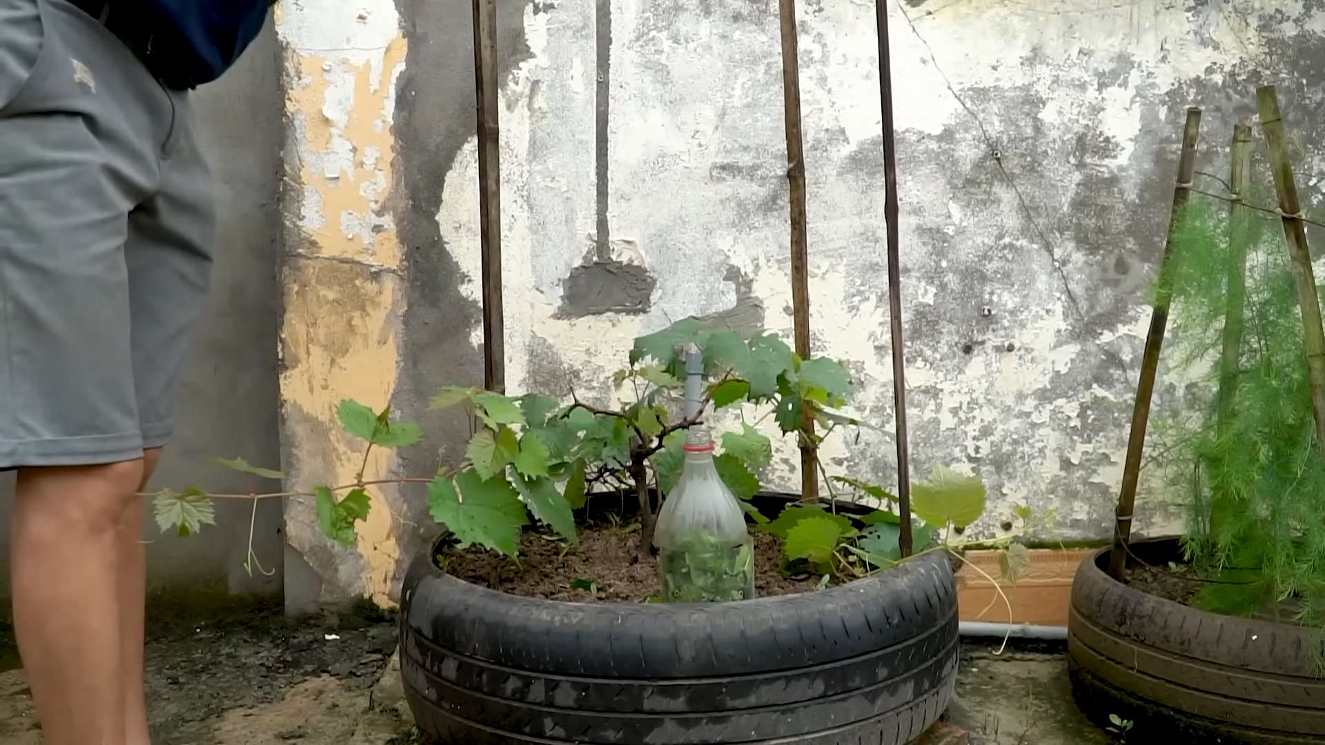 Tire grape growing method