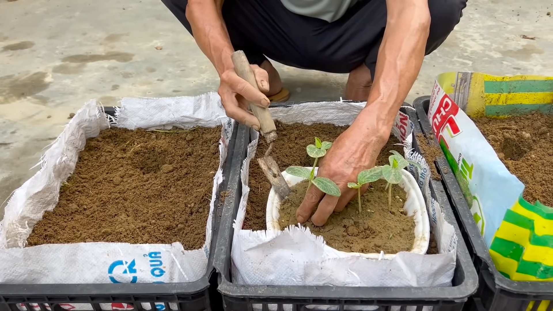 Easy Pumpkin Growing Guide
