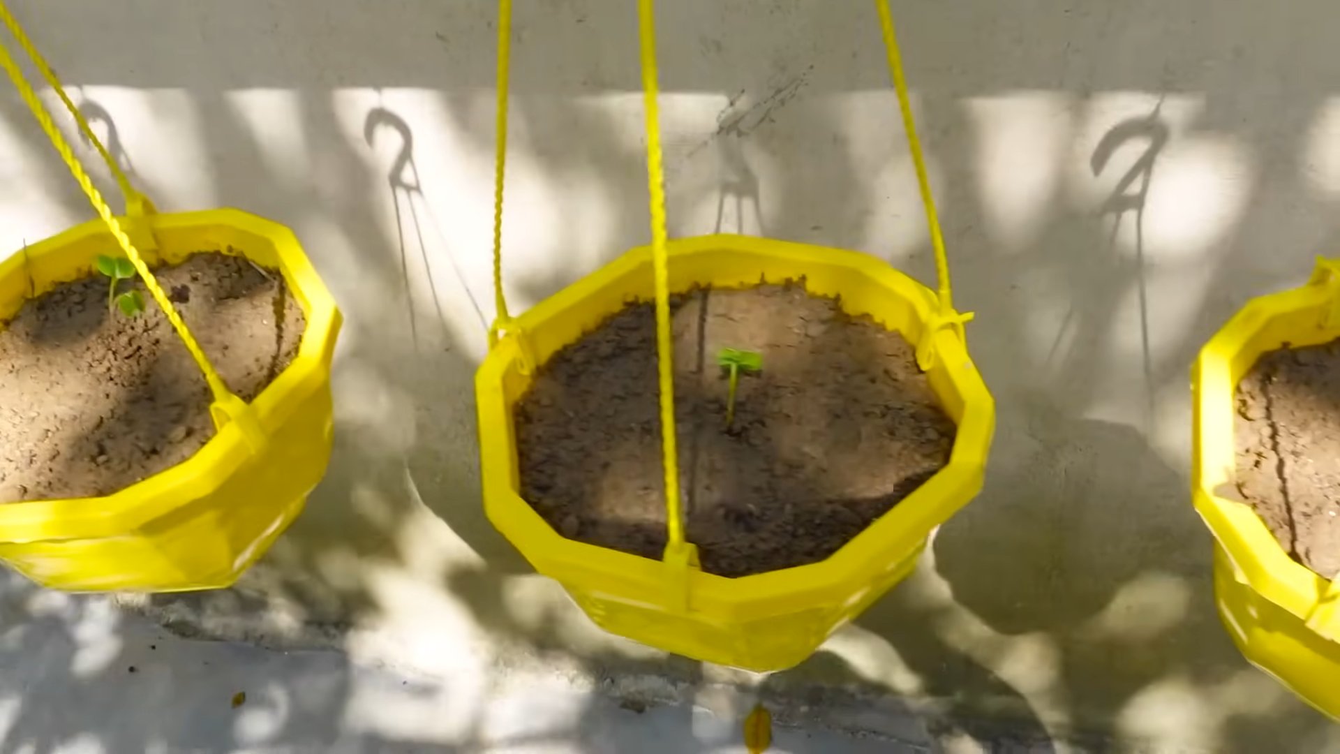 Pink Radish Container Gardening