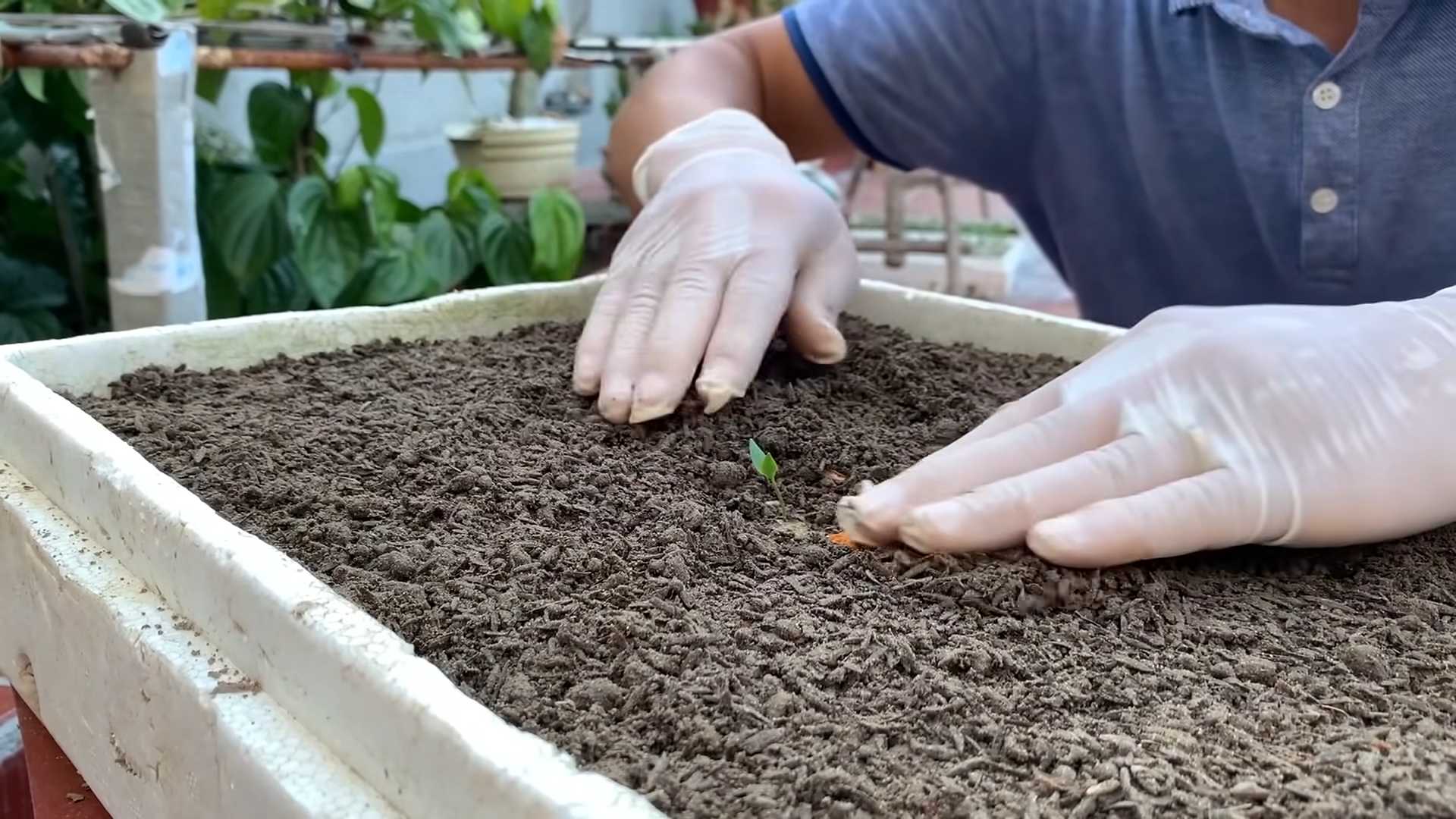 Grow chili plants at home