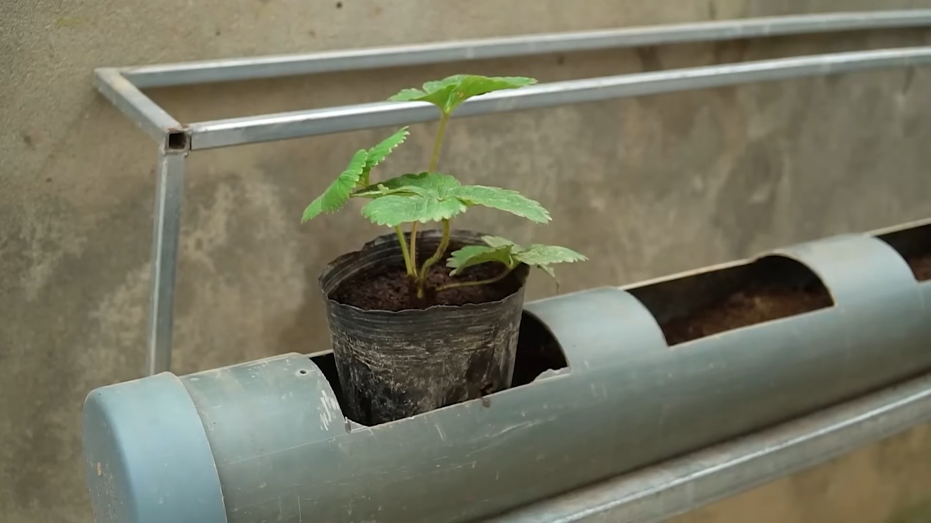 Grow Juicy Strawberries Easily