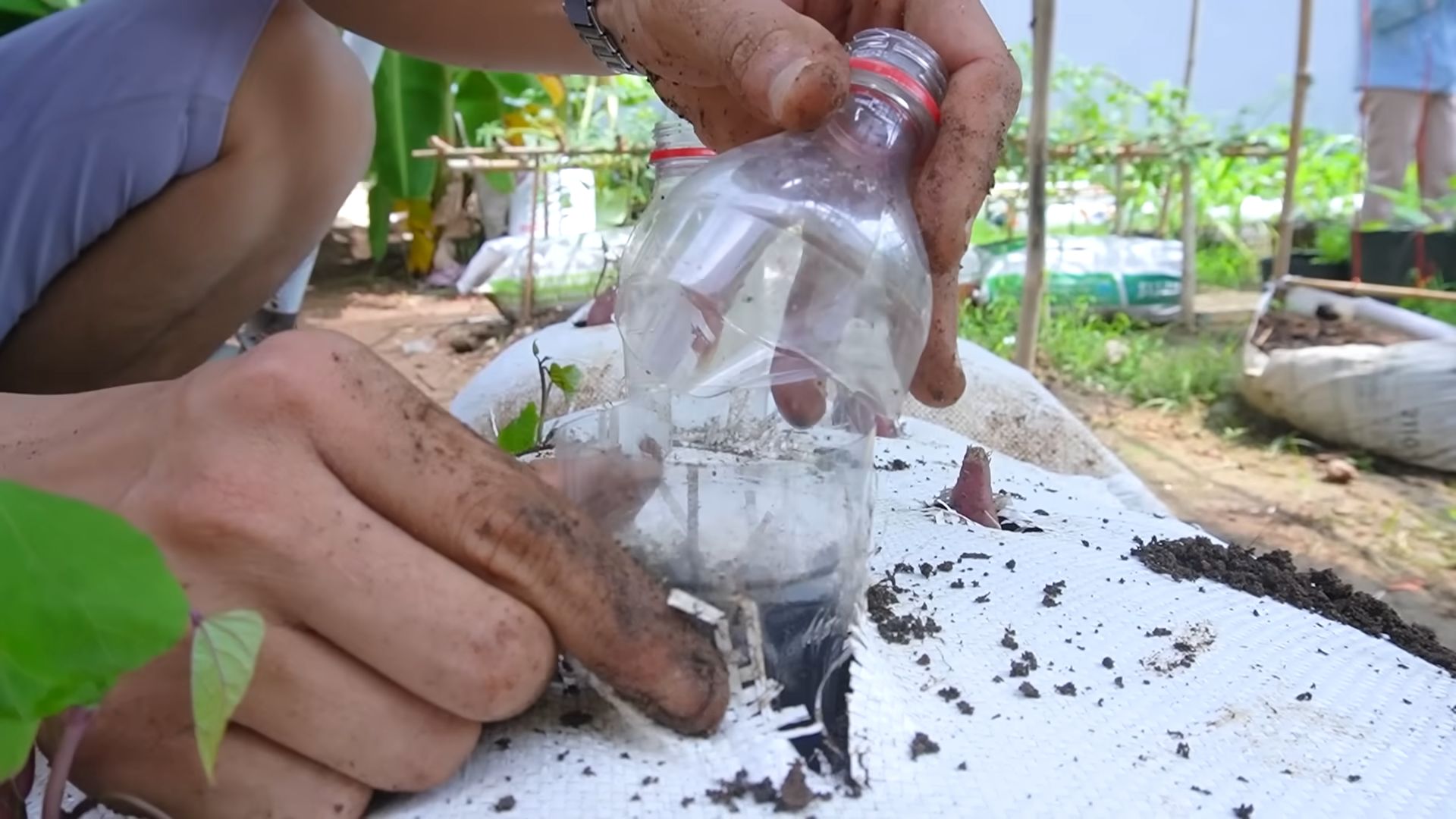 Sweet Potato Bag Gardening