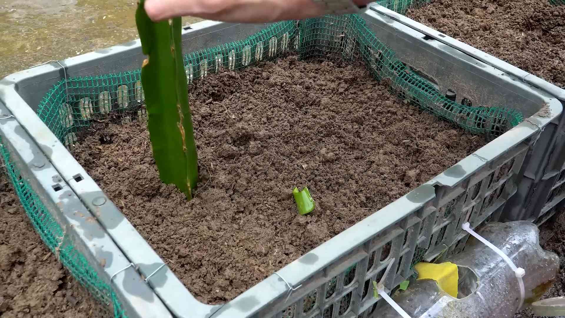 Growing Red Dragon Fruit
