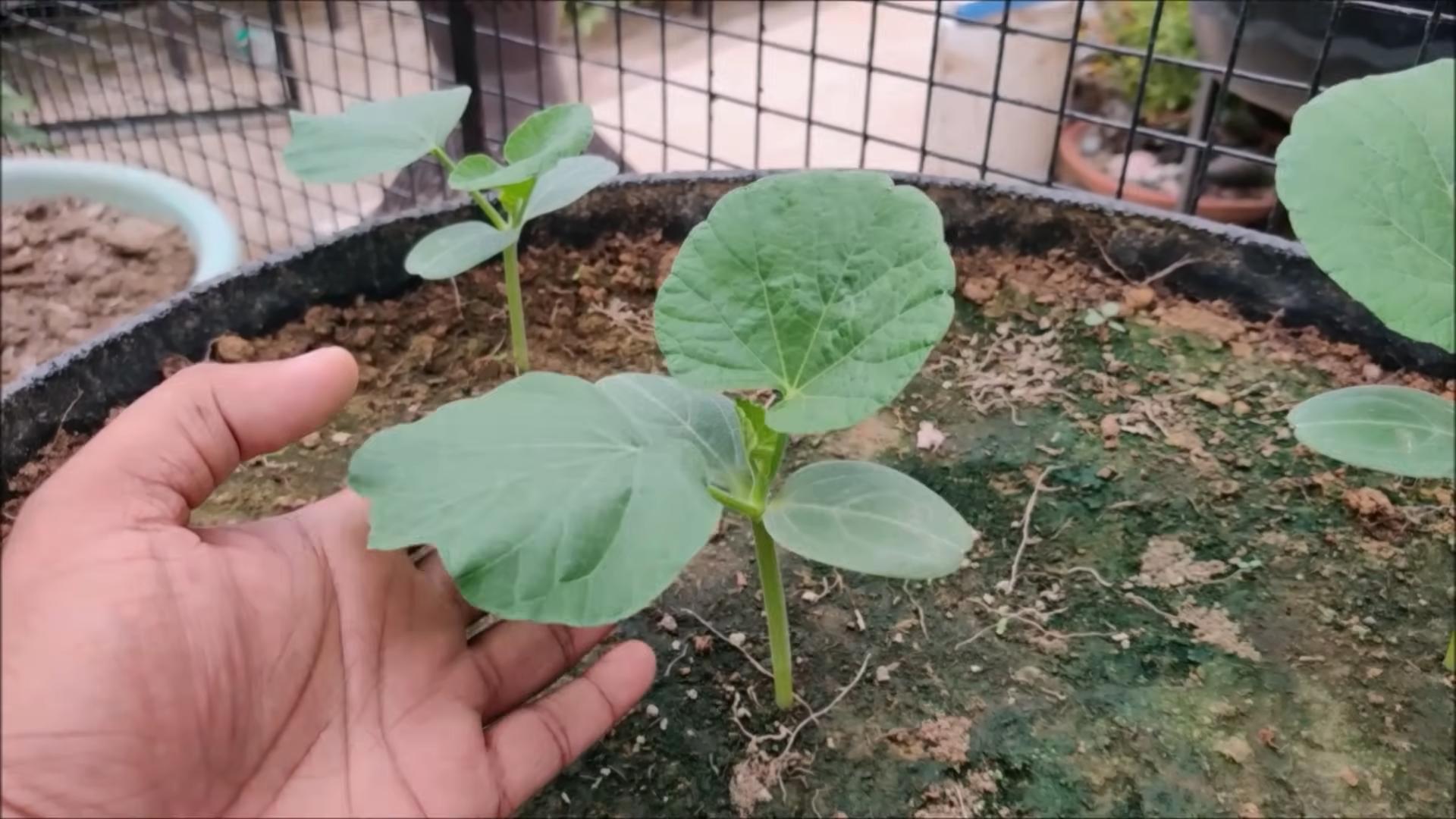 Growing Gourds Backyard