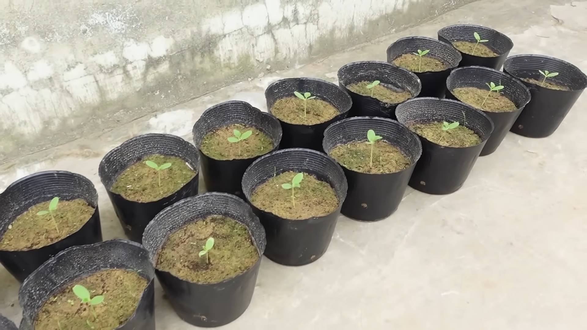 Grow Sweet Melons at Home